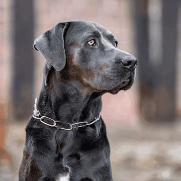 Chain Dog Collars: What's the scoop?