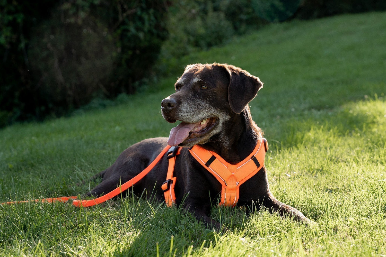 SPRENGER Y-Harness Fitting