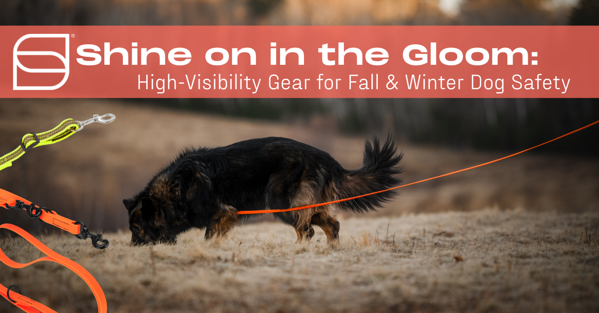 High-Visibility Gear: An Essential for Fall & Winter Dog Walks