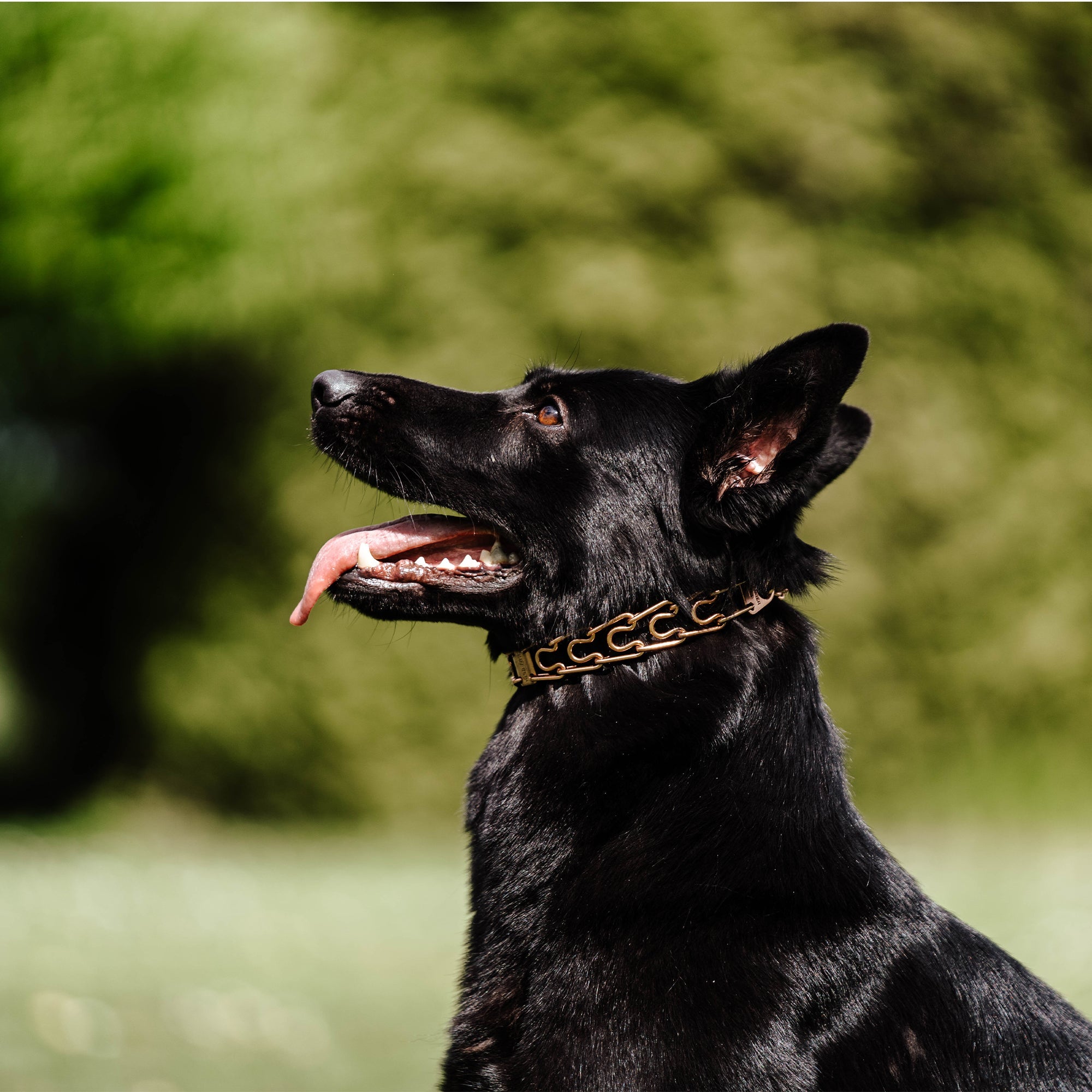 Herm Sprenger Prong Collar 3 mm Short Version