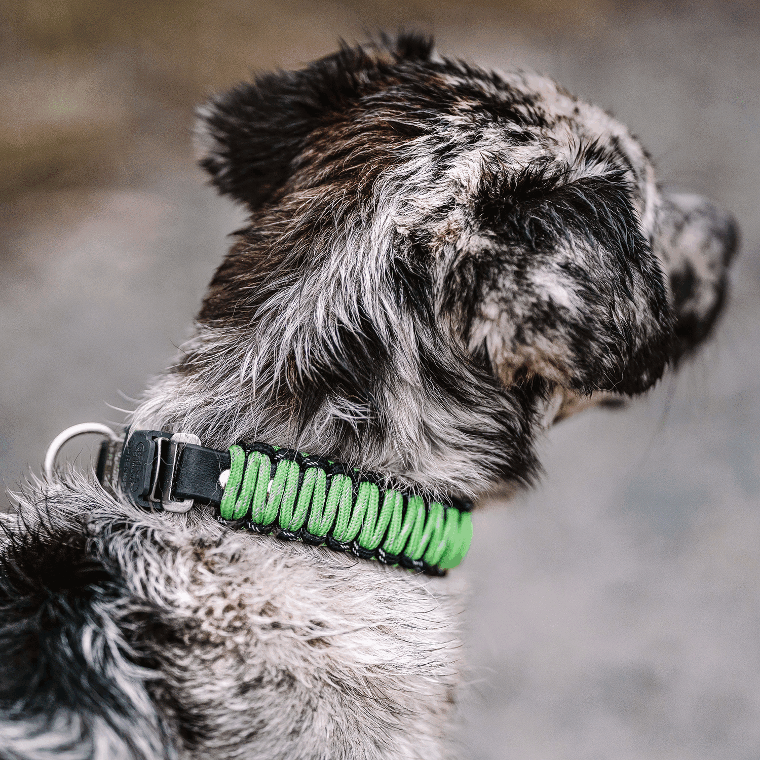 Paracord Dog Collar