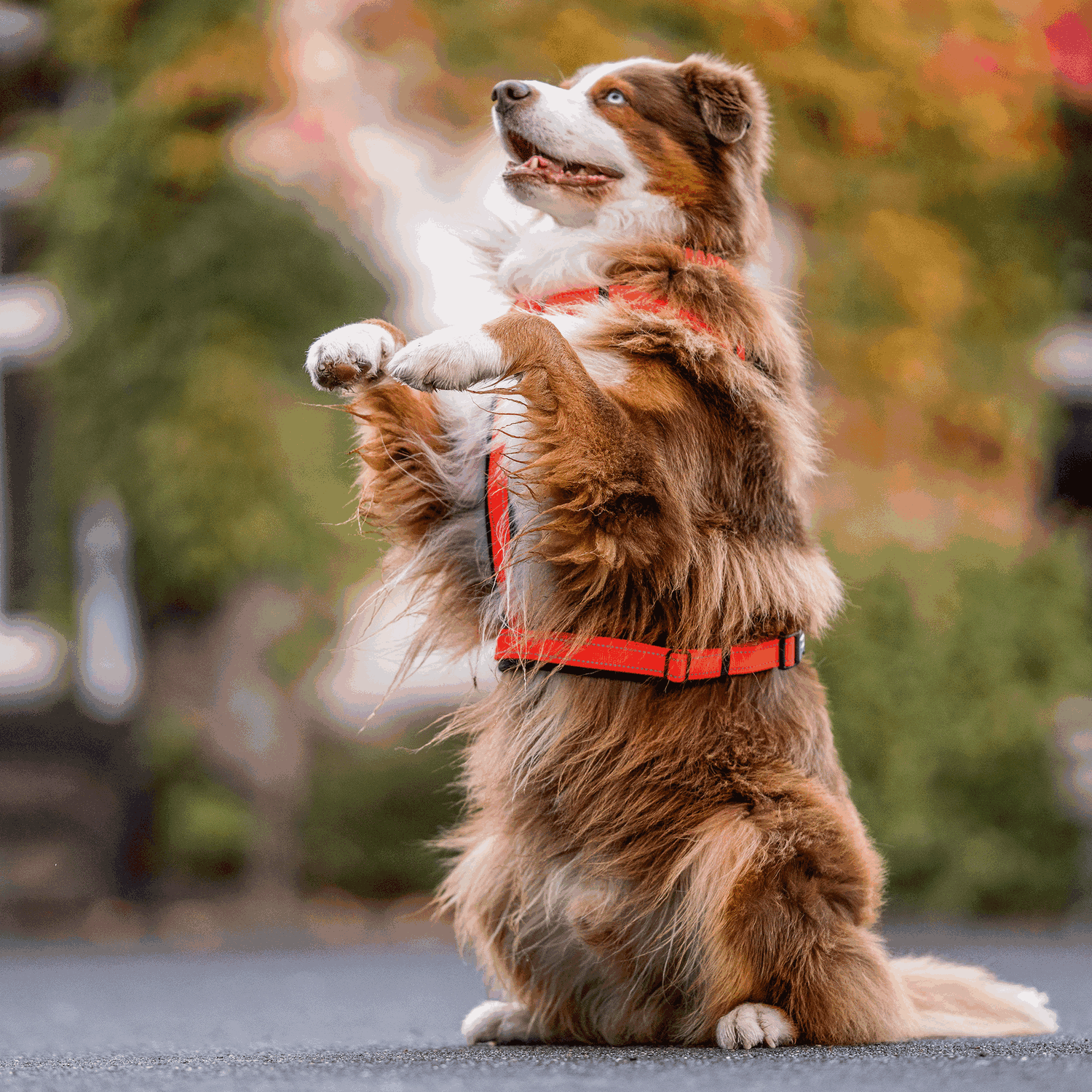 Dog Harness Y-Harness