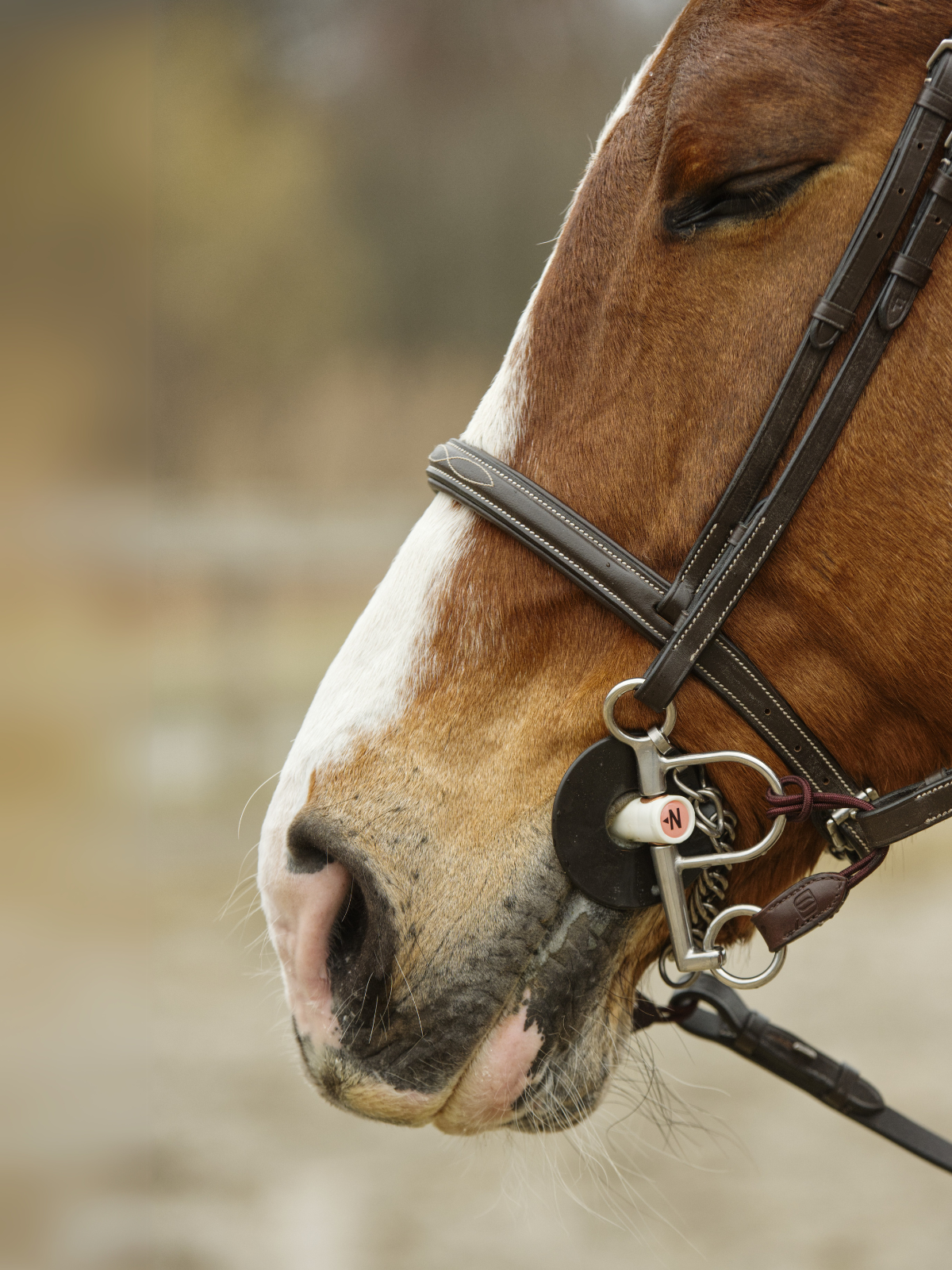 Bundle of the Month: Pelham + Bit Converter