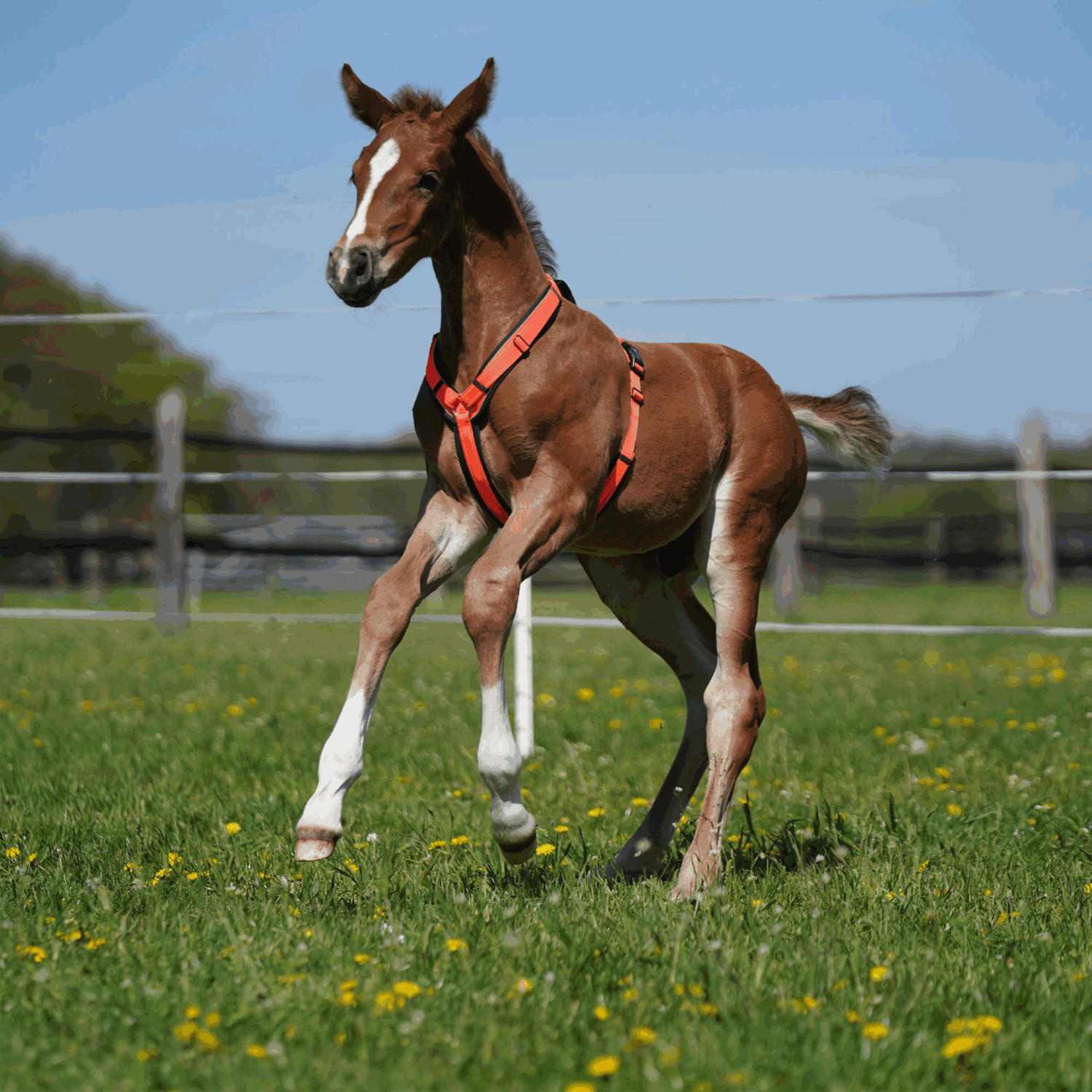 SPRENGER Foal Harness