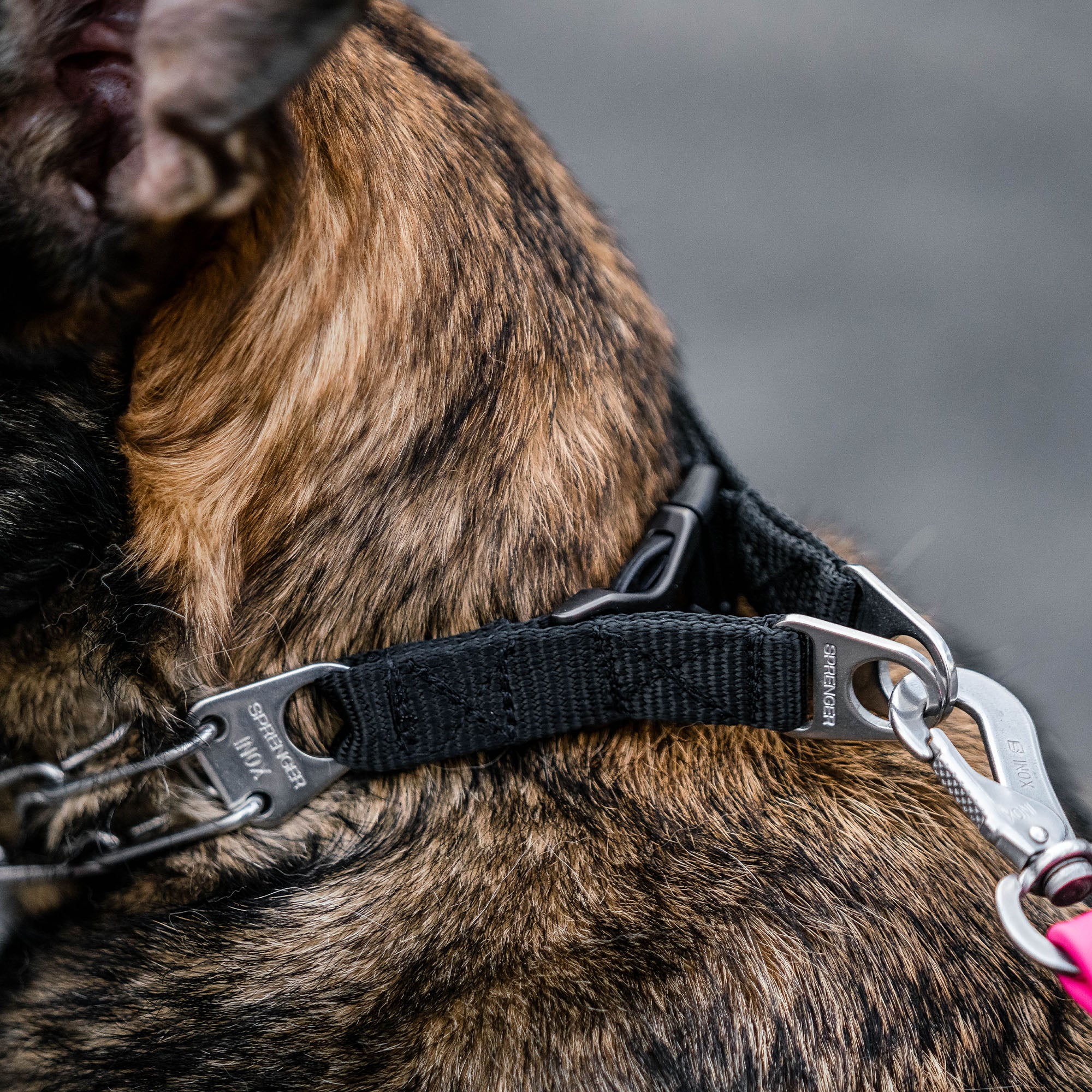 ULTRA-PLUS Training Prong Collar with Center-Plate & Spyder Buckle - Stainless Steel