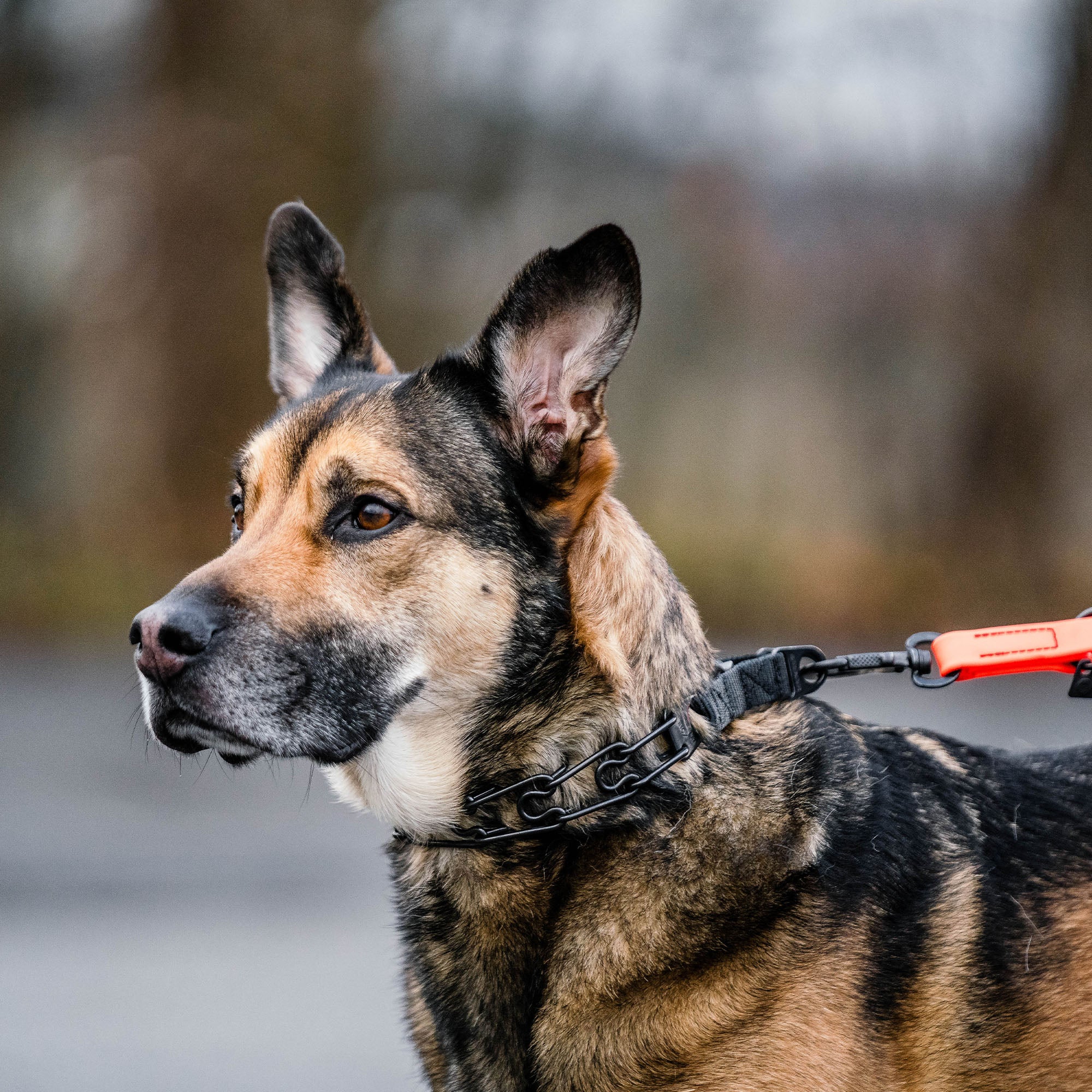 ULTRA-PLUS Training Prong Collar with Center-Plate & Spyder Buckle - Stainless Steel Black