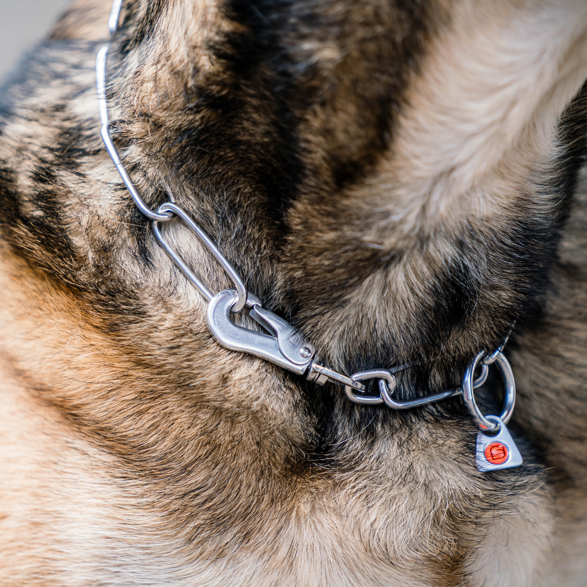 Long Link Chain Collar with SPRENGER Hook - 3mm Wire Gauge