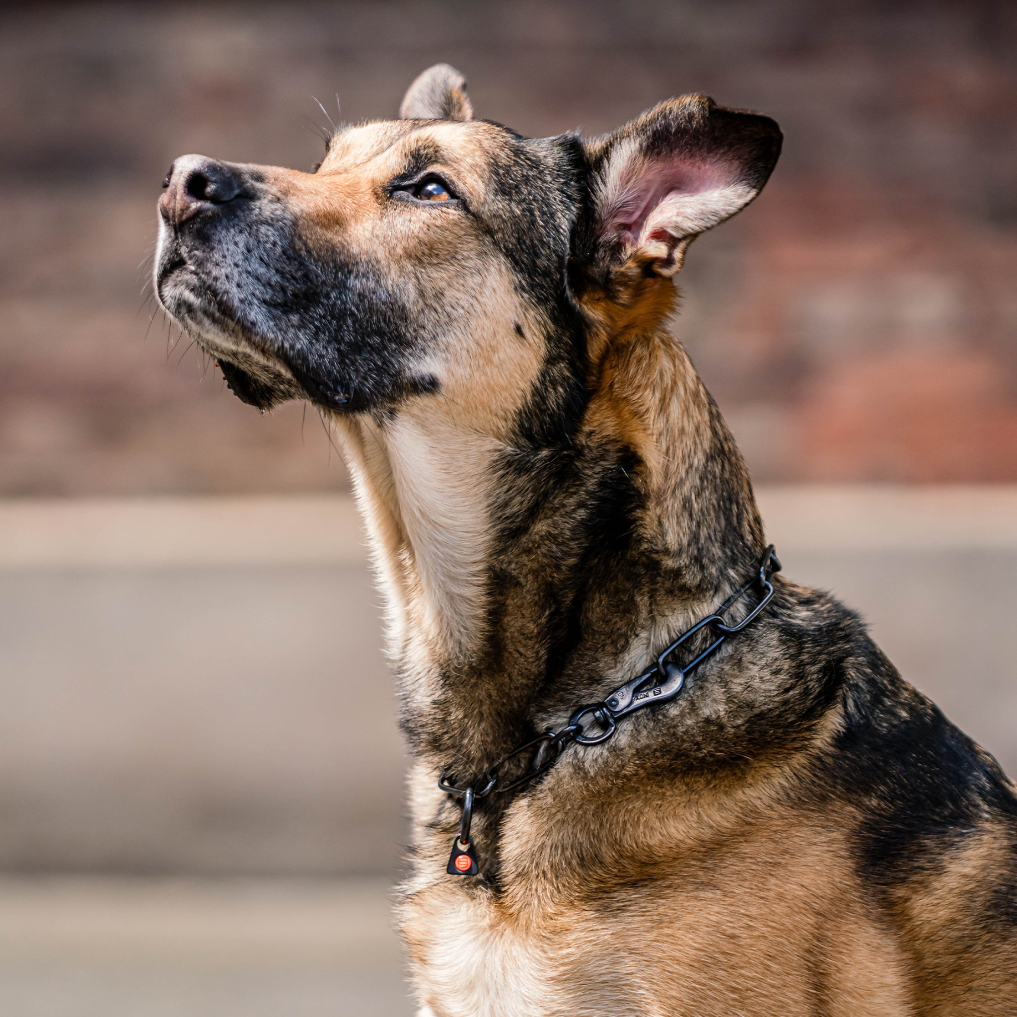 Long Link Chain Collar with SPRENGER Hook - 3mm Wire Gauge