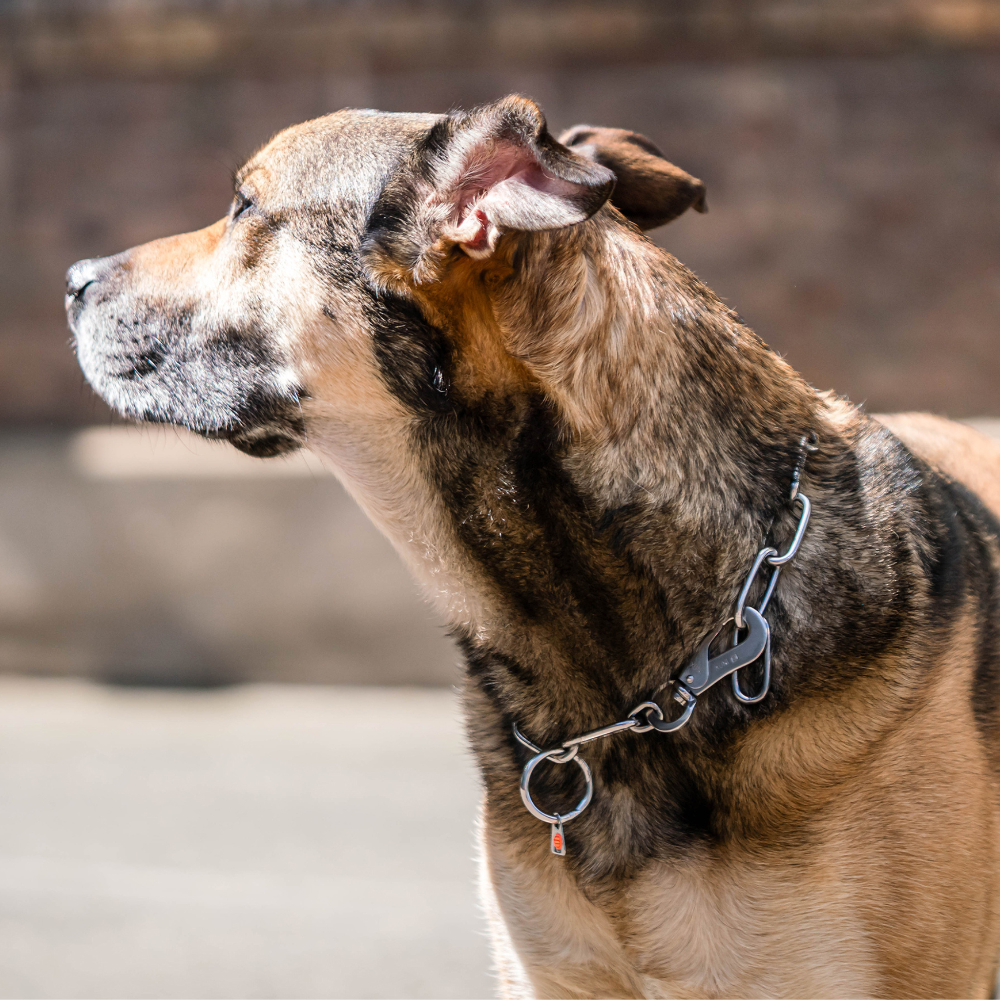 Long Link Chain Collar with SPRENGER Hook - 4mm Wire Gauge