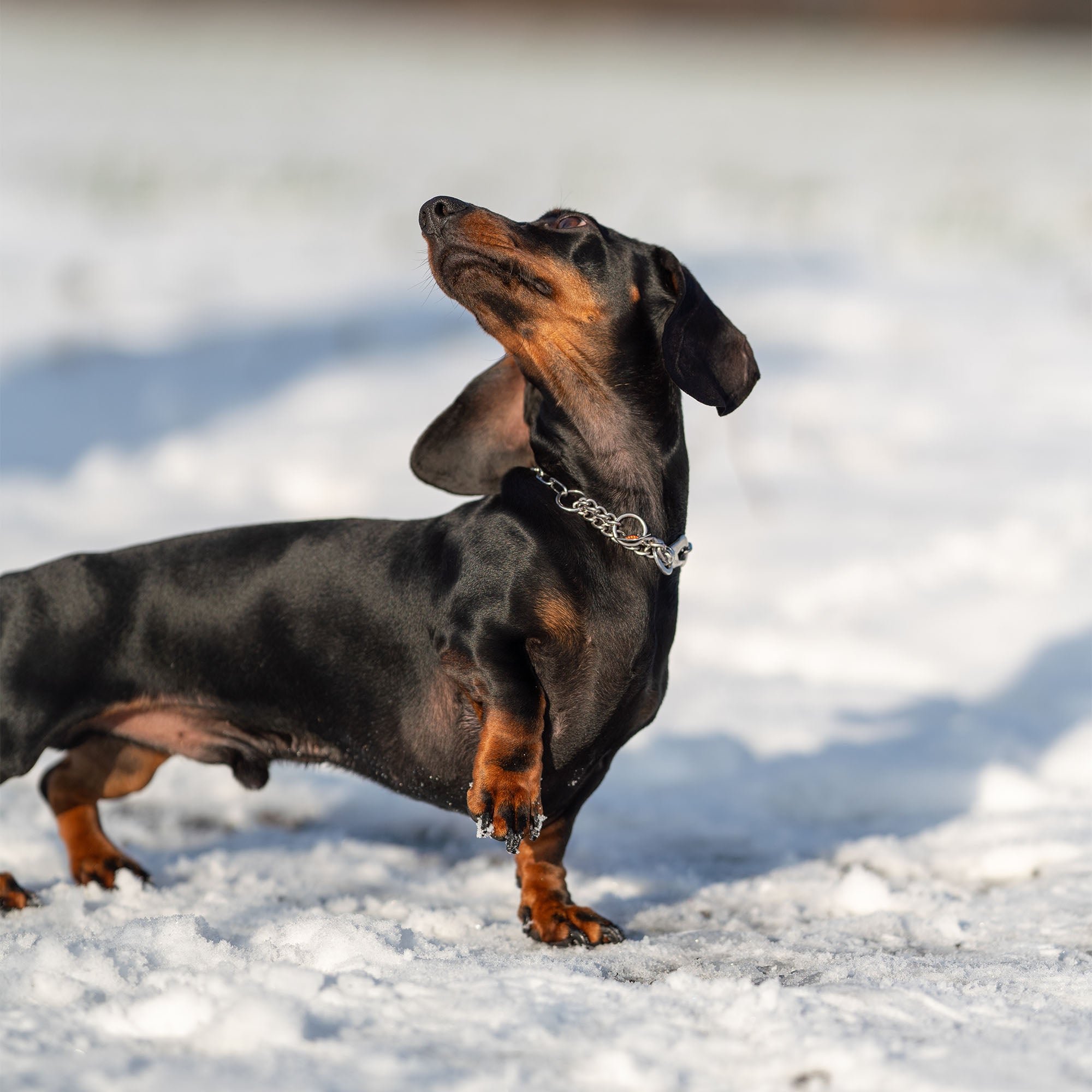 Adjustable Chain Collar with SPRENGER Hook & Assembly Chain - Stainless Steel, 2mm Wire Gauge