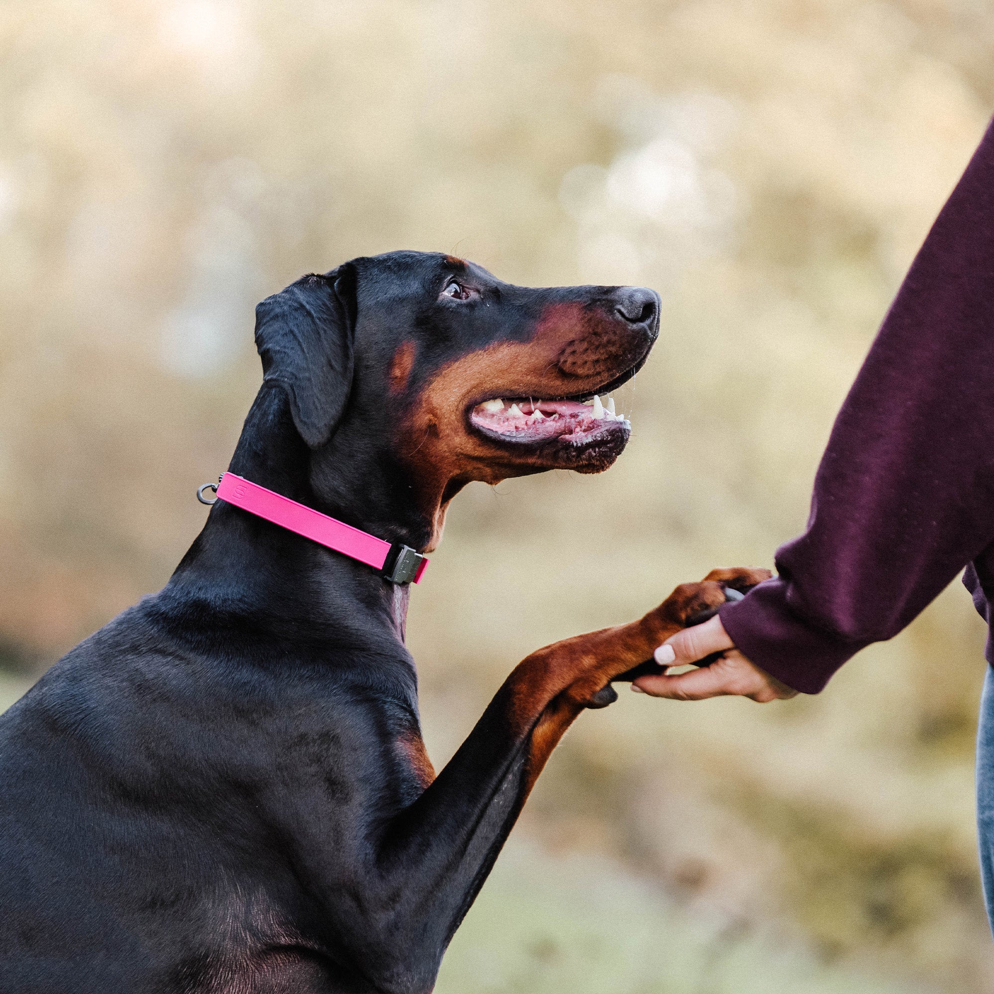 FLEXCOVER Cover for Prong Collar