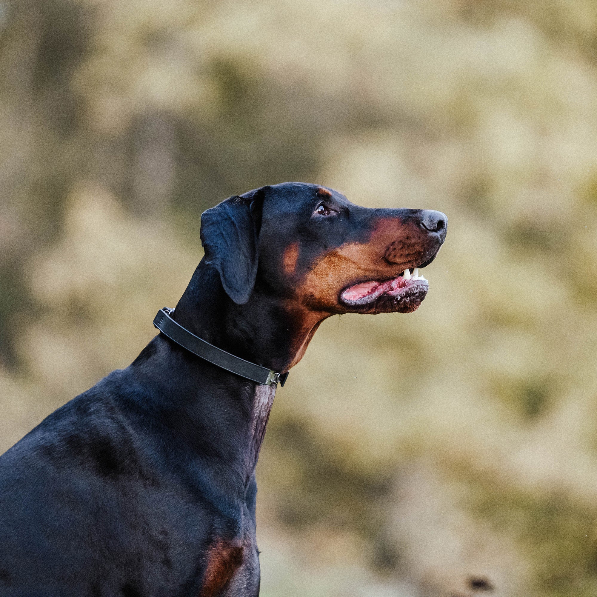 FLEXCOVER Cover for Prong Collar