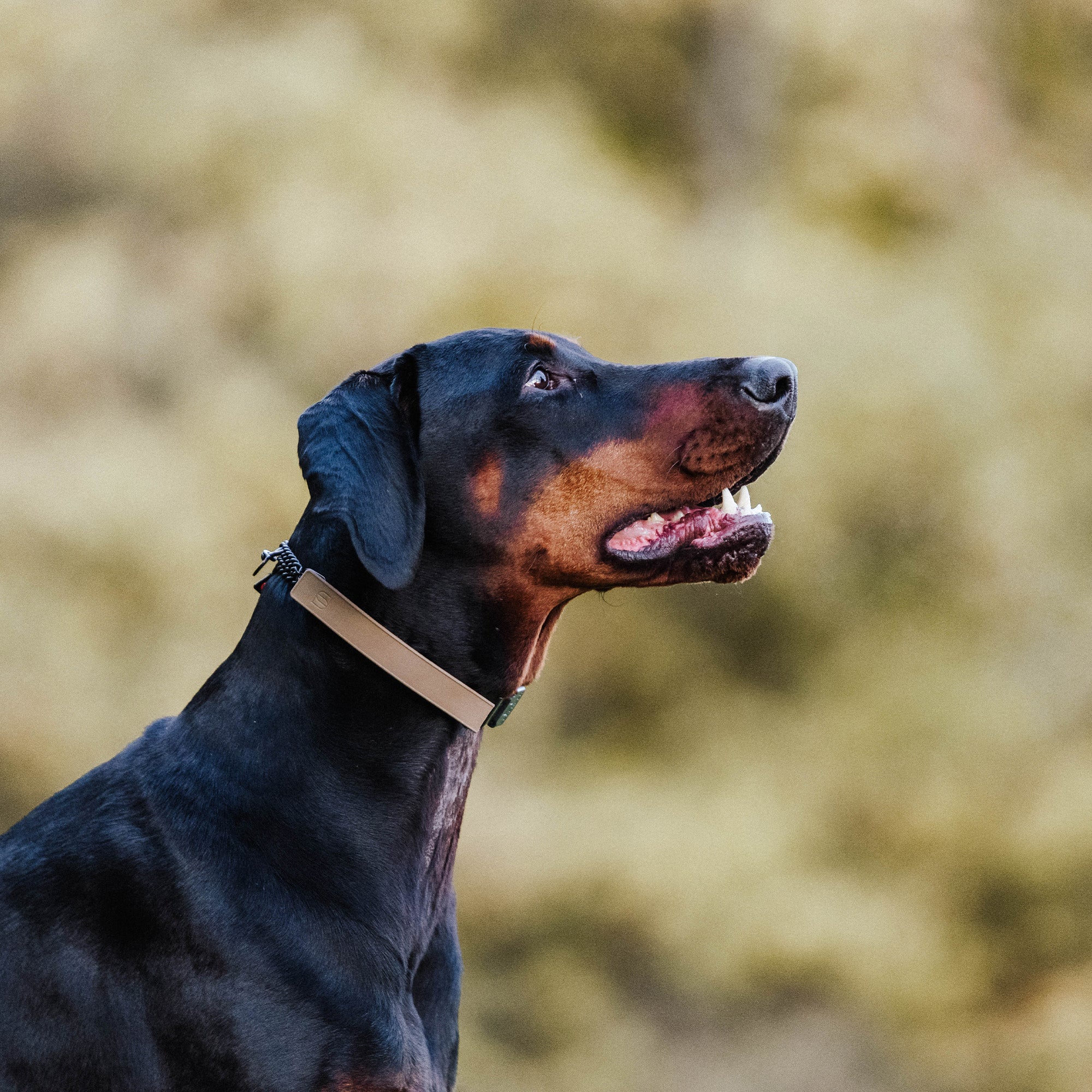 FLEXCOVER Cover for Prong Collar