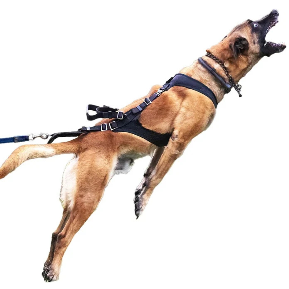 IQ Dogsport Performance Pro Cobra Tactical Protection Harness