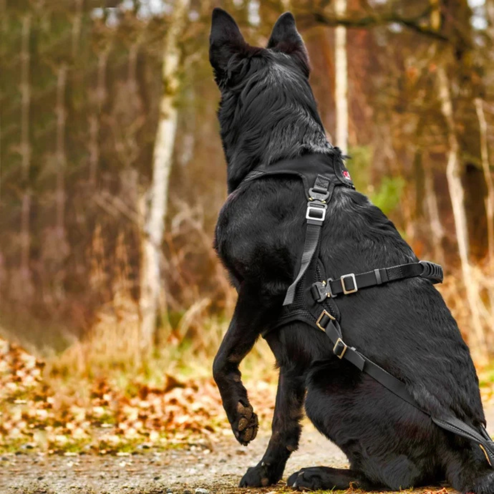 IQ Dogsport Perfromance Pro Cobra Tactical Protection Harness
