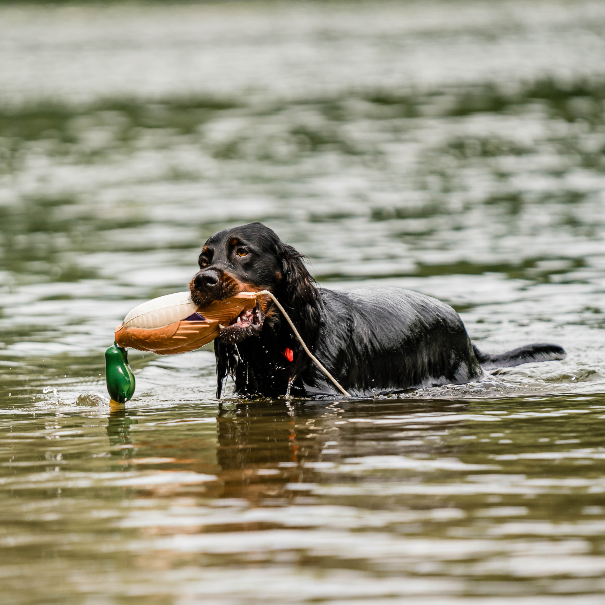 Black dog in water with a dummy duck decoy toy in its mouth