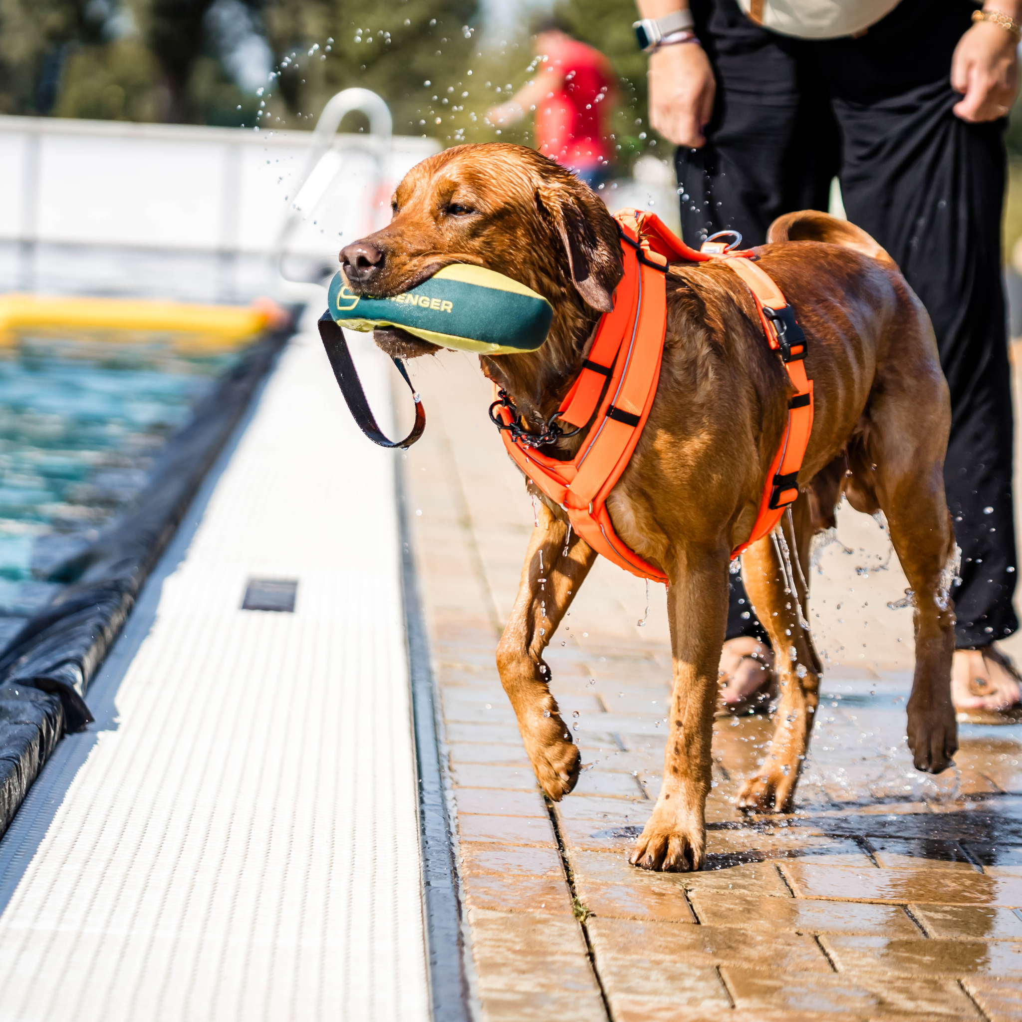SPRENGER Floatable Tug Toy