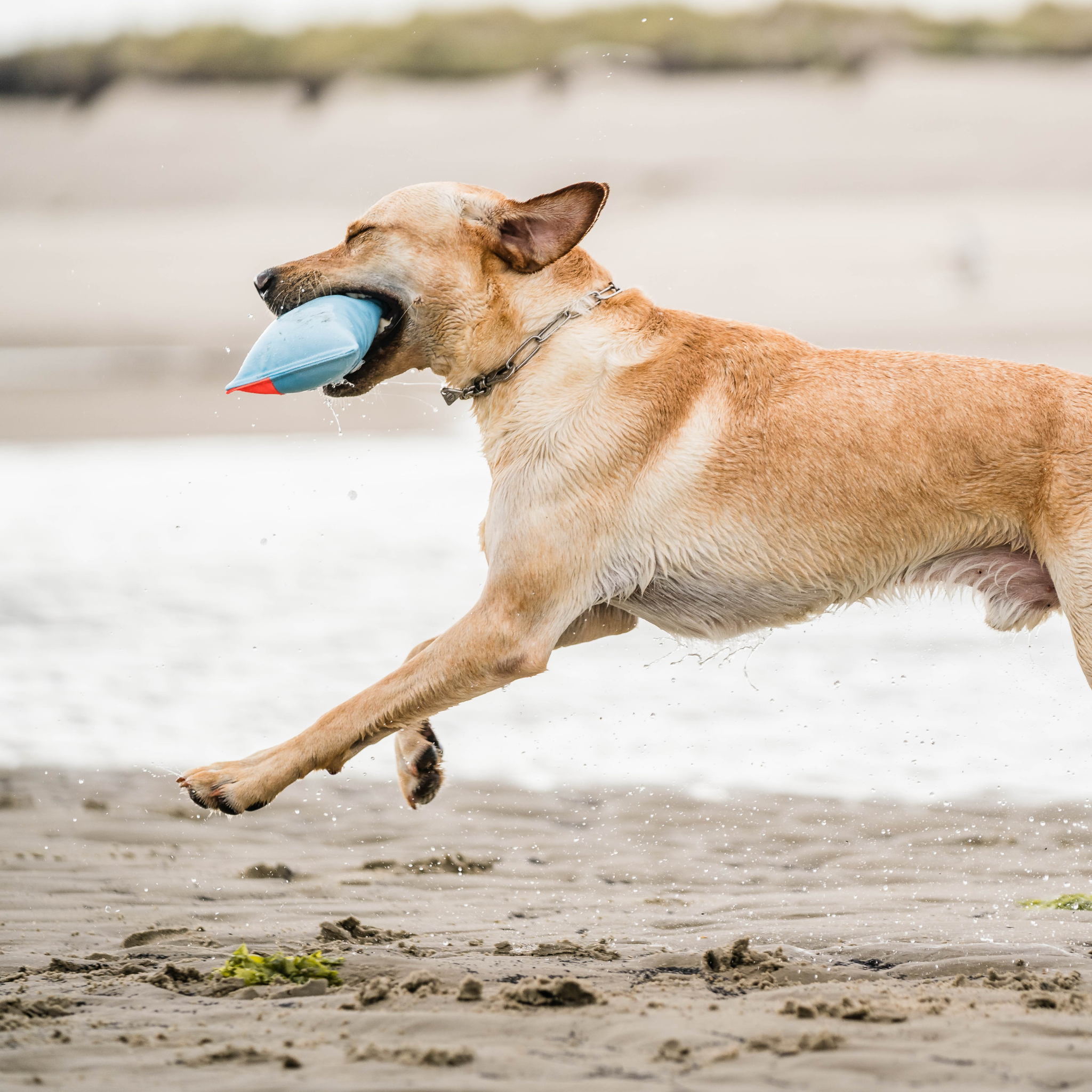 Dog running on a beach with a blue and orange pillow dog toy in its mouth