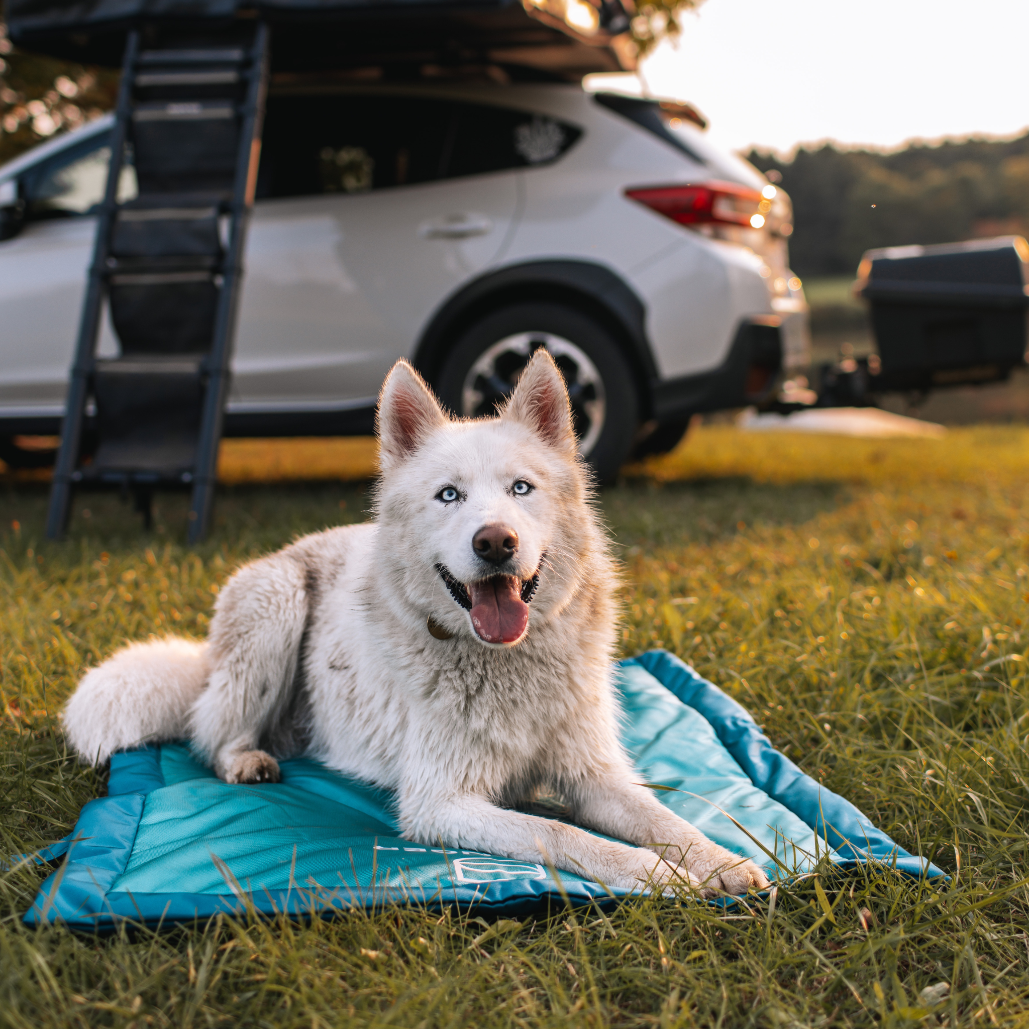 White dog with blue eyes lying on a blue mat in front of a white SUV at sunset.