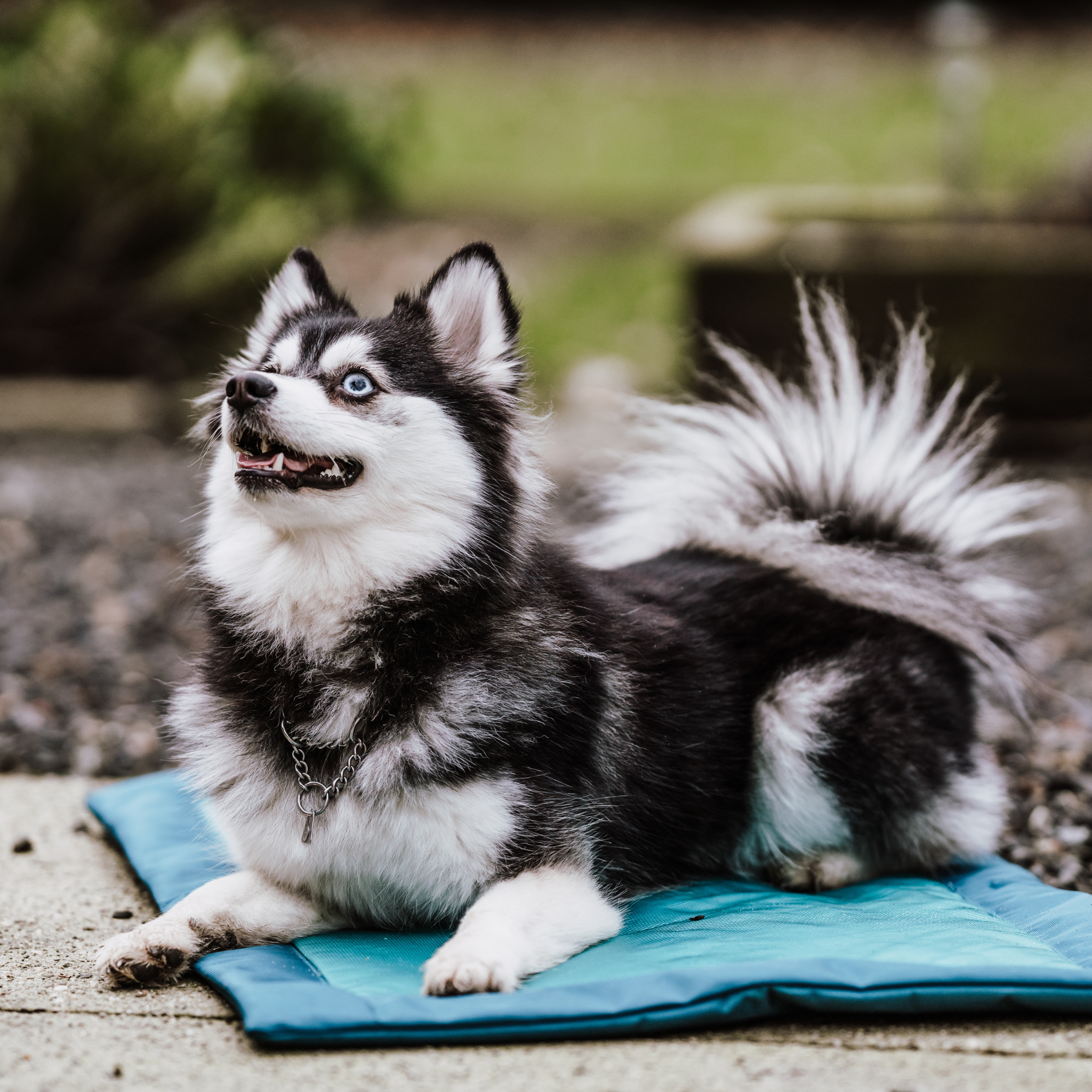 Dog lying on a blue mat outdoors with a blurred natural background