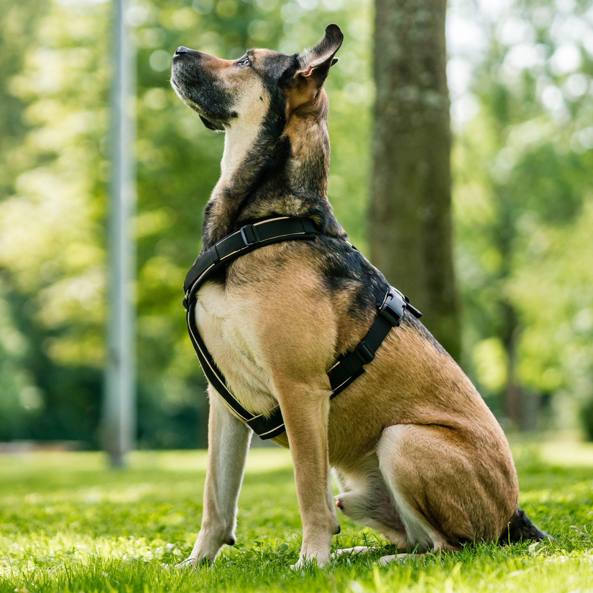 The Y-Harness 2.0