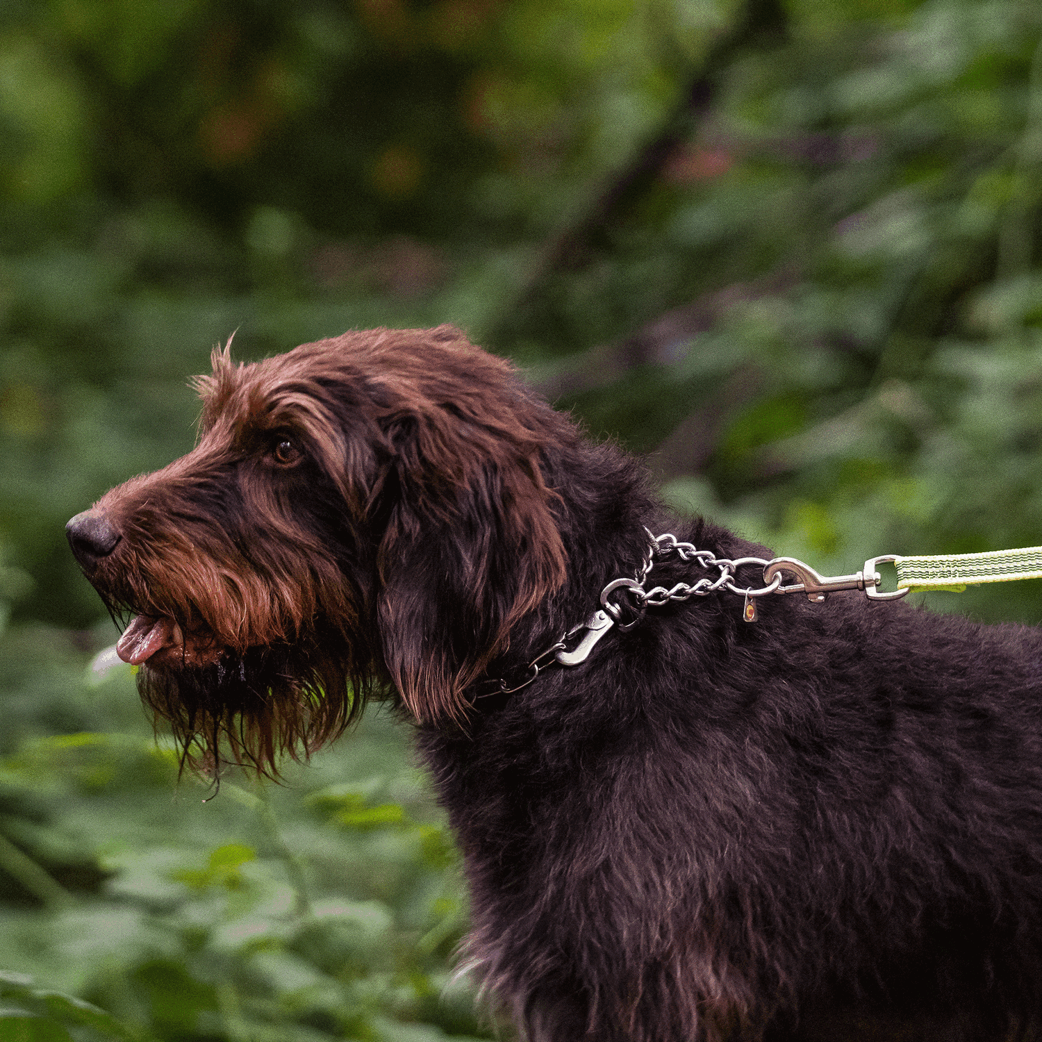 Adjustable Medium Link Chain Collar - Stainless Steel, 3mm Wire Gauge