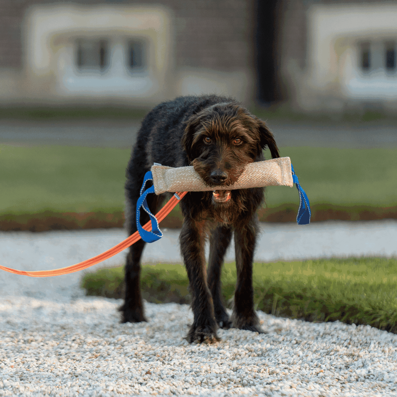 Jute dog outlet tug