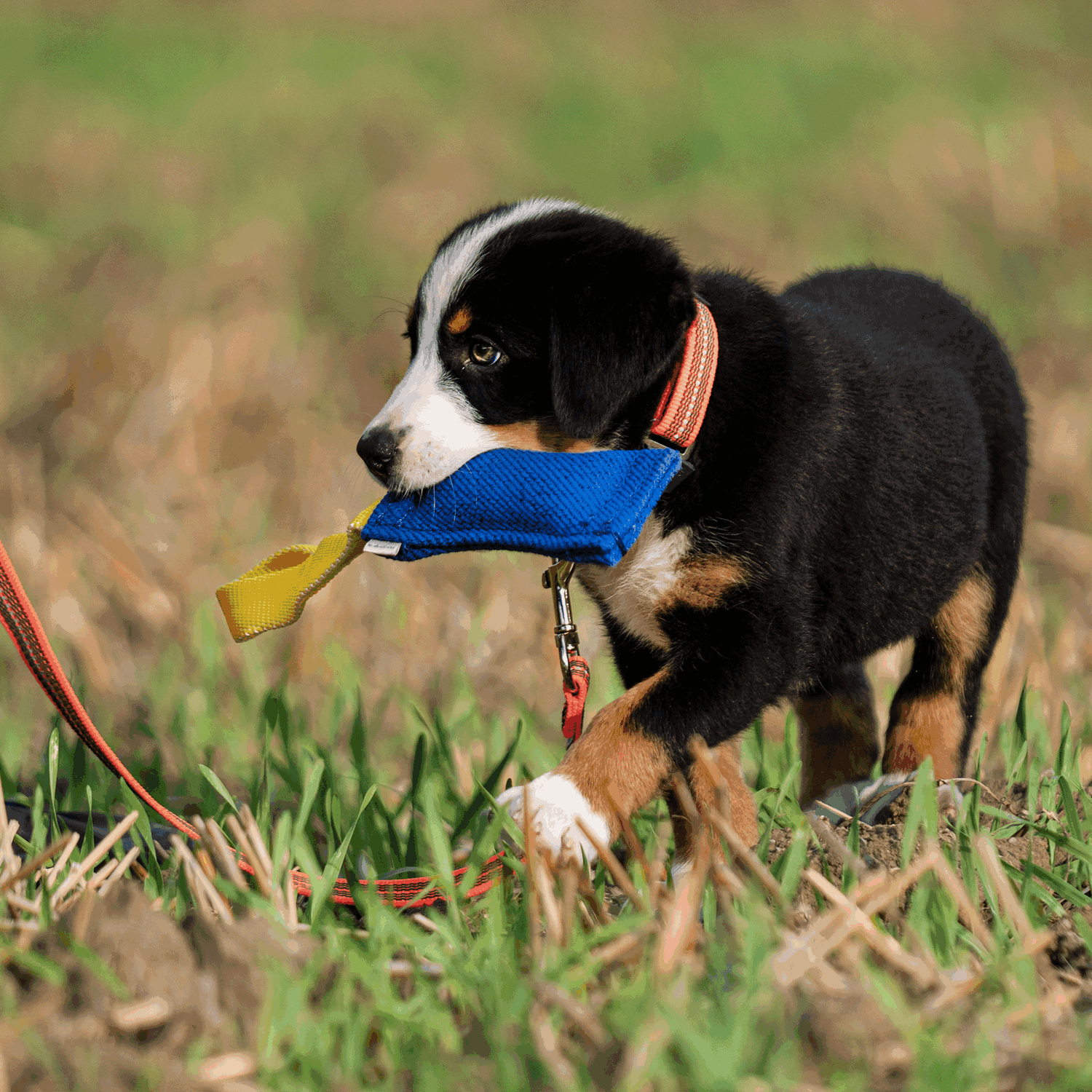 XS Cotton Bite Tug - 1 Strap