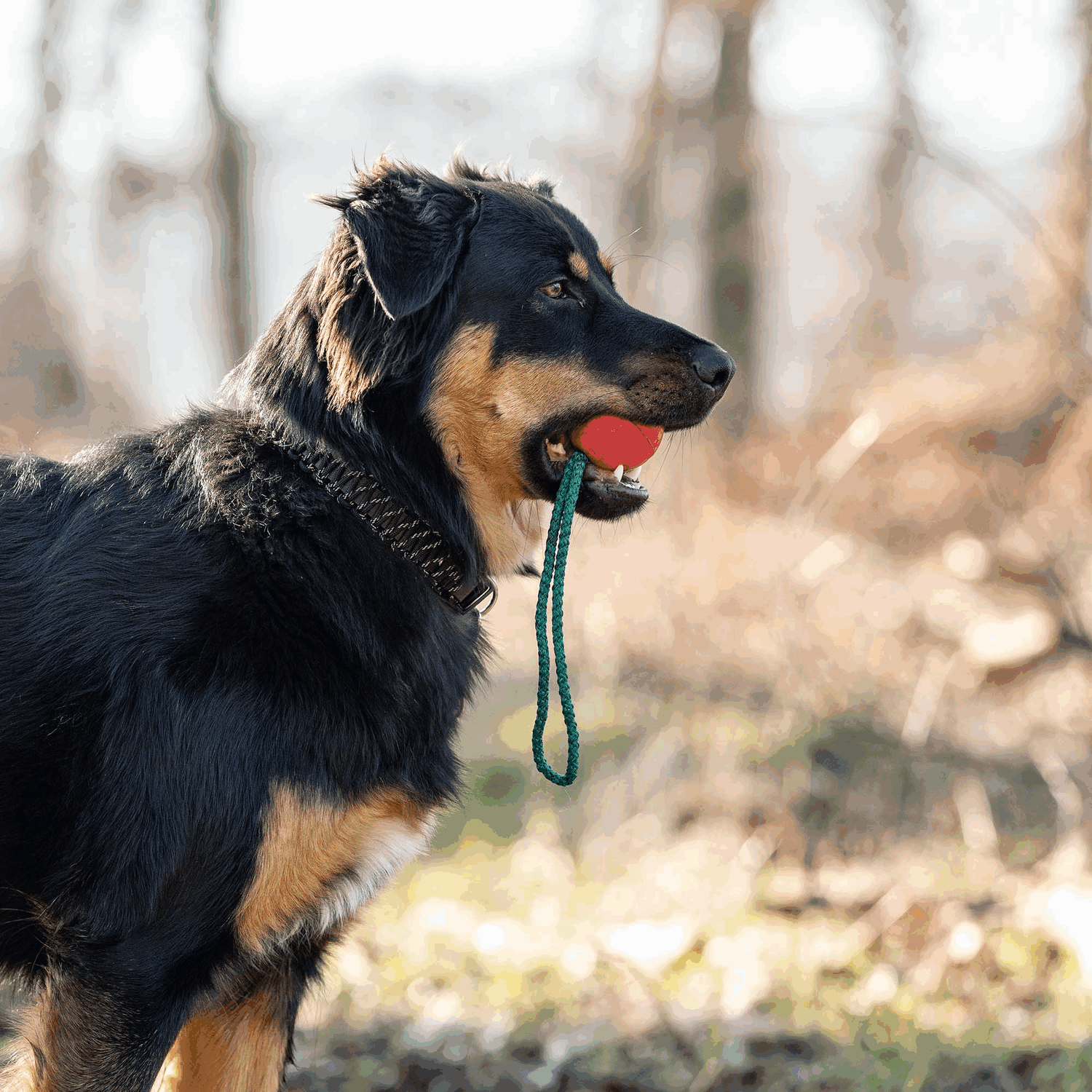 Rottweiler Golden Retriever German Shepherd Mix Life Expectancy