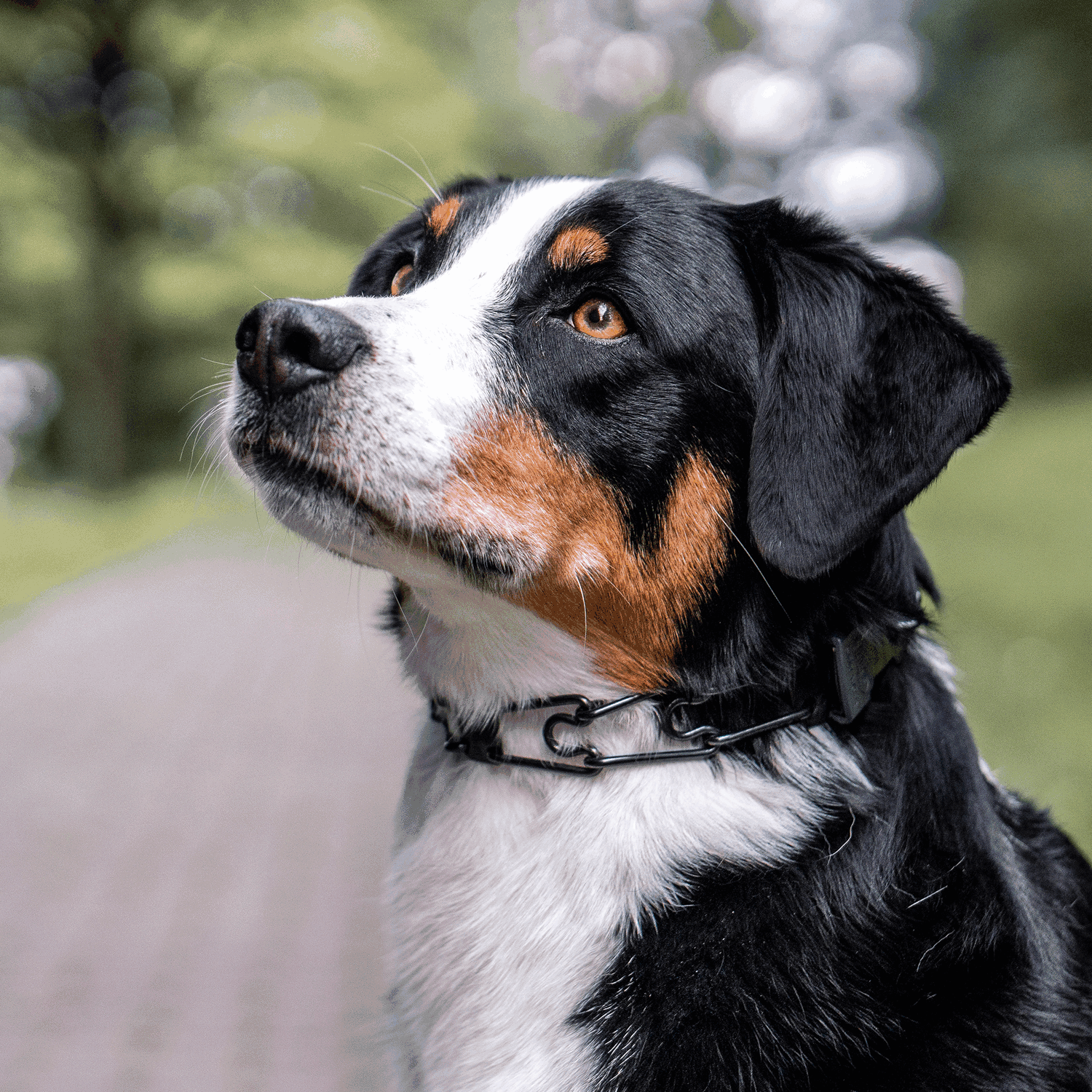 De-Mystifying the Training Prong Collar