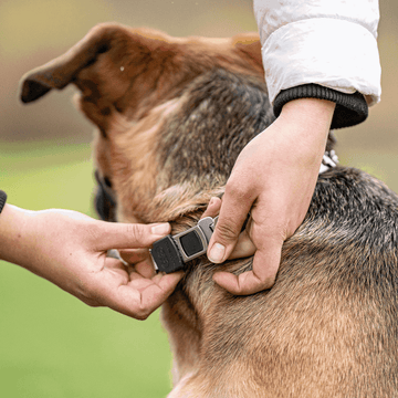 Sizing De-Mystified: How to determine the correct collar size for your dog.