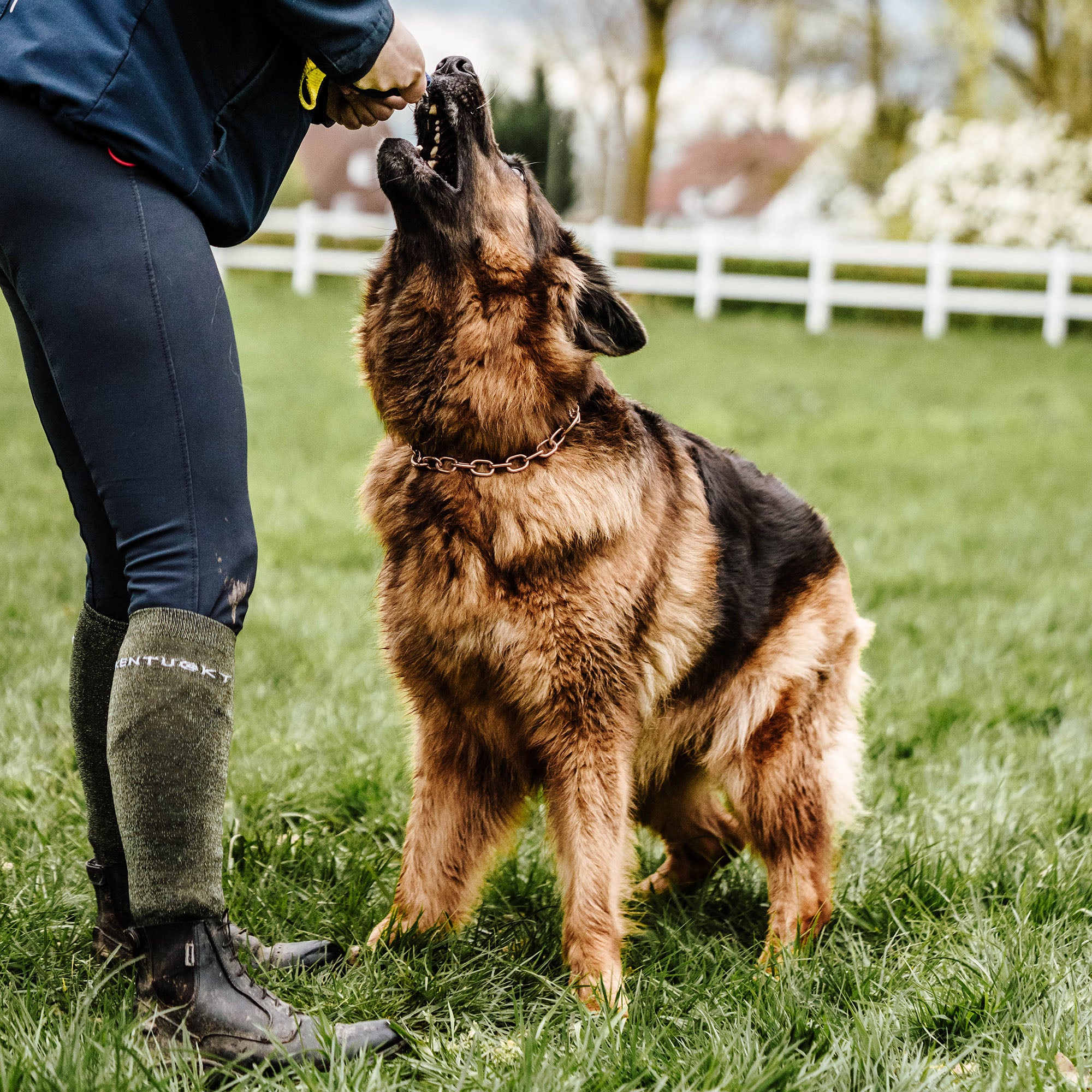 A Dog Owner s Guide to Choosing the Right Chain Collar Wire Gauge