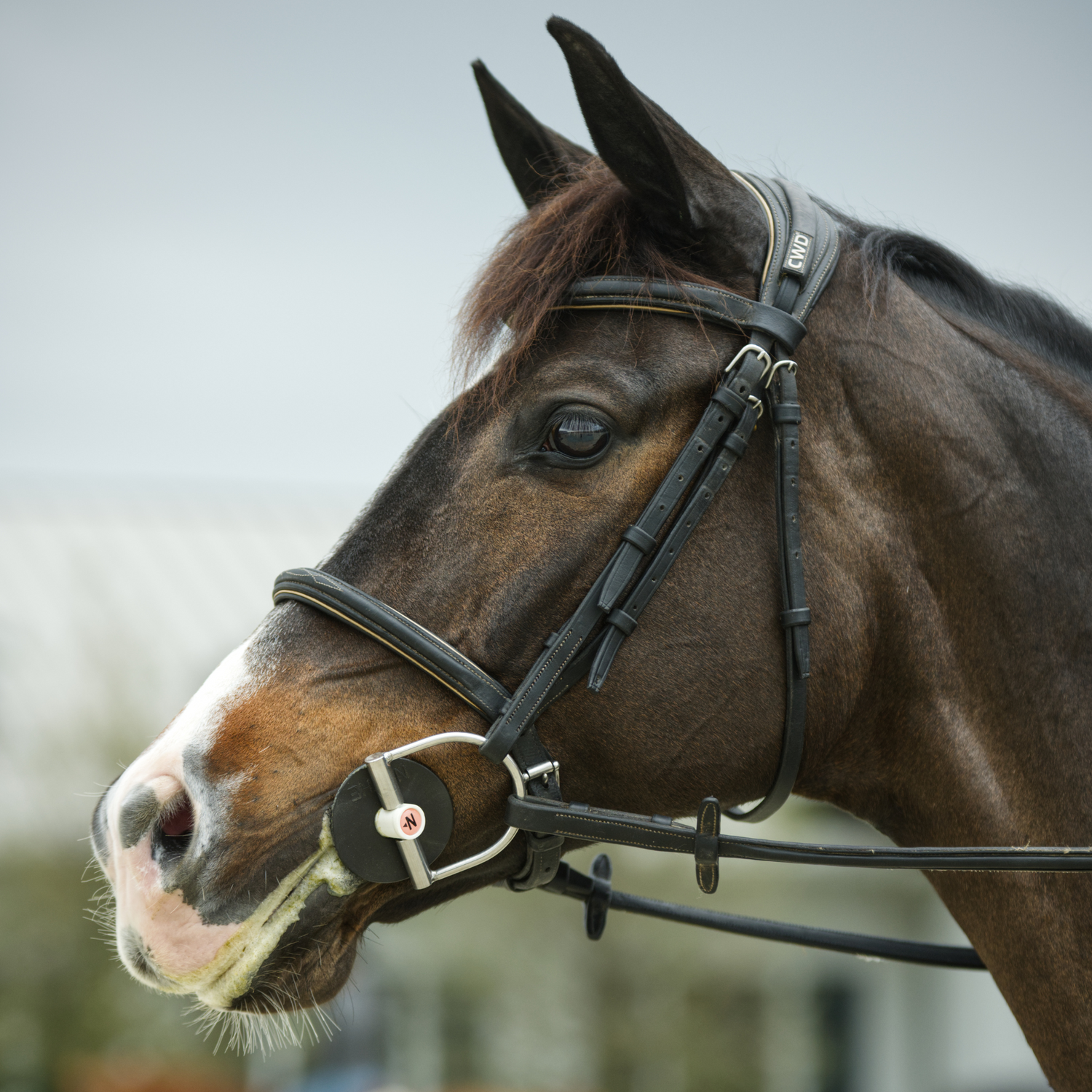 All About Nathe: The Fan-Favorite Bits for the Sensitive Horse