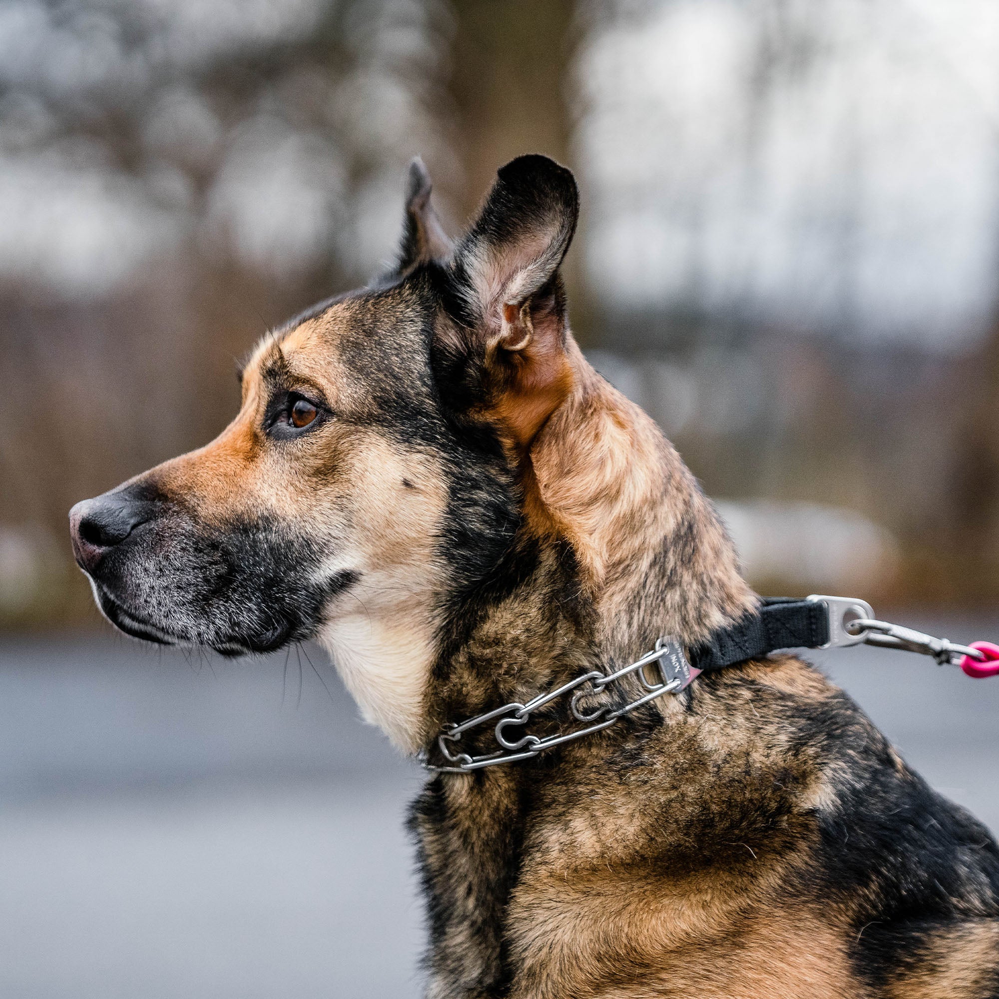 ULTRA-PLUS Training Prong Collar with Center-Plate & Spyder Buckle - Stainless Steel