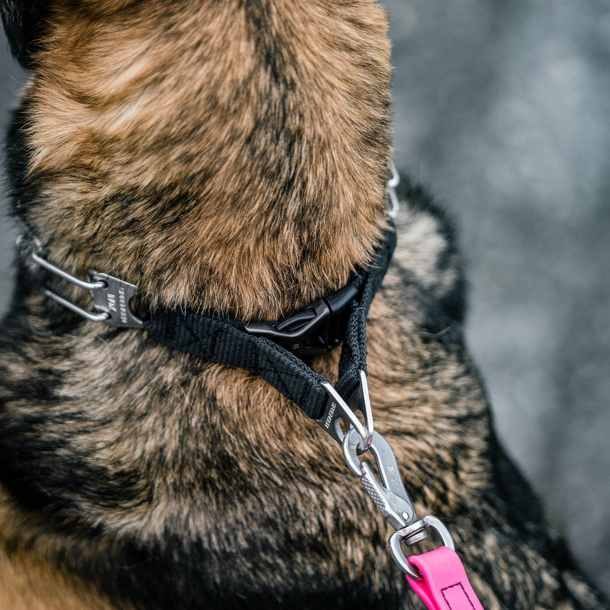 ULTRA-PLUS Training Prong Collar with Center-Plate & Spyder Buckle - Stainless Steel Black
