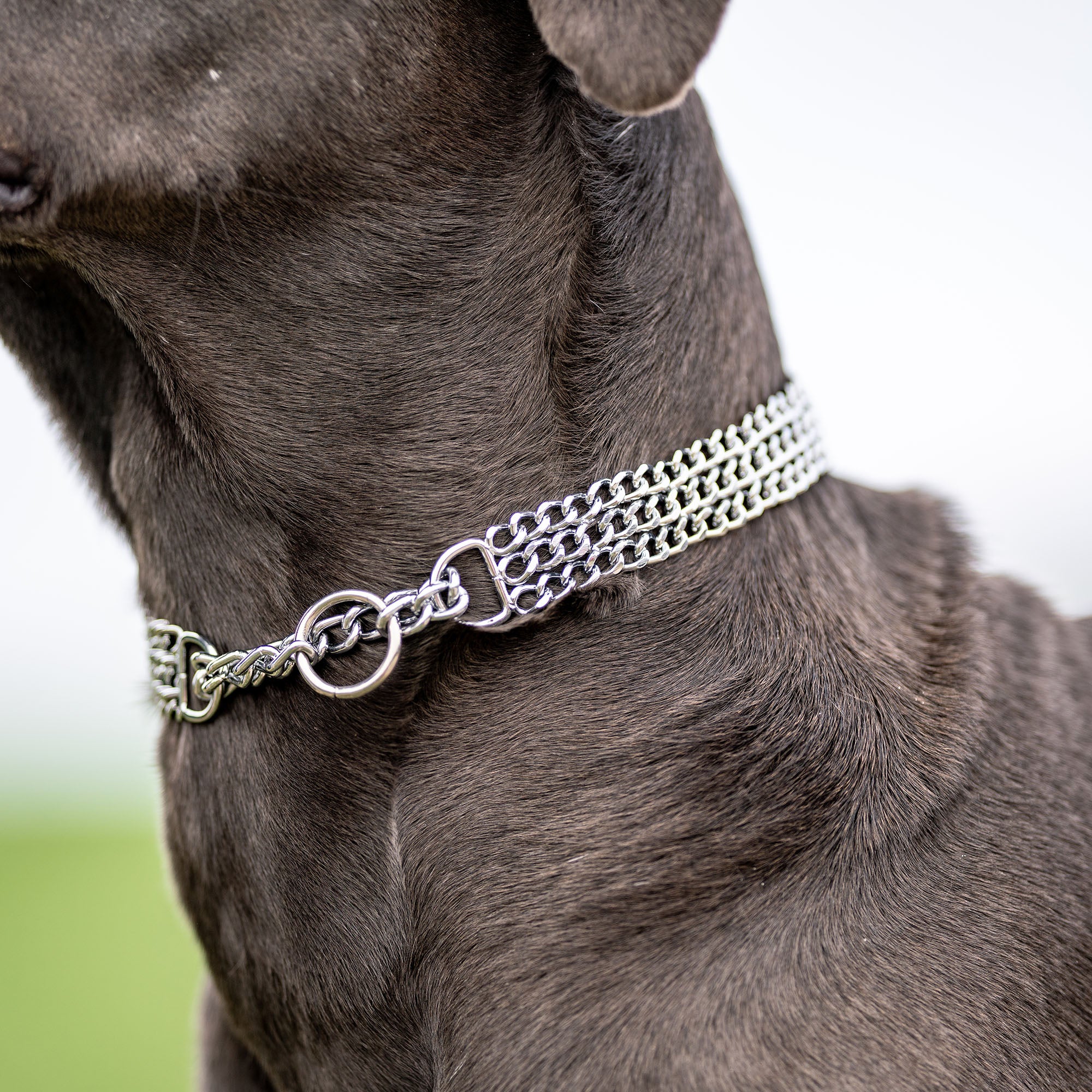 Triple Row Martingale Collar, Chain Type: flat polished links - Steel chrome-plated, 2mm