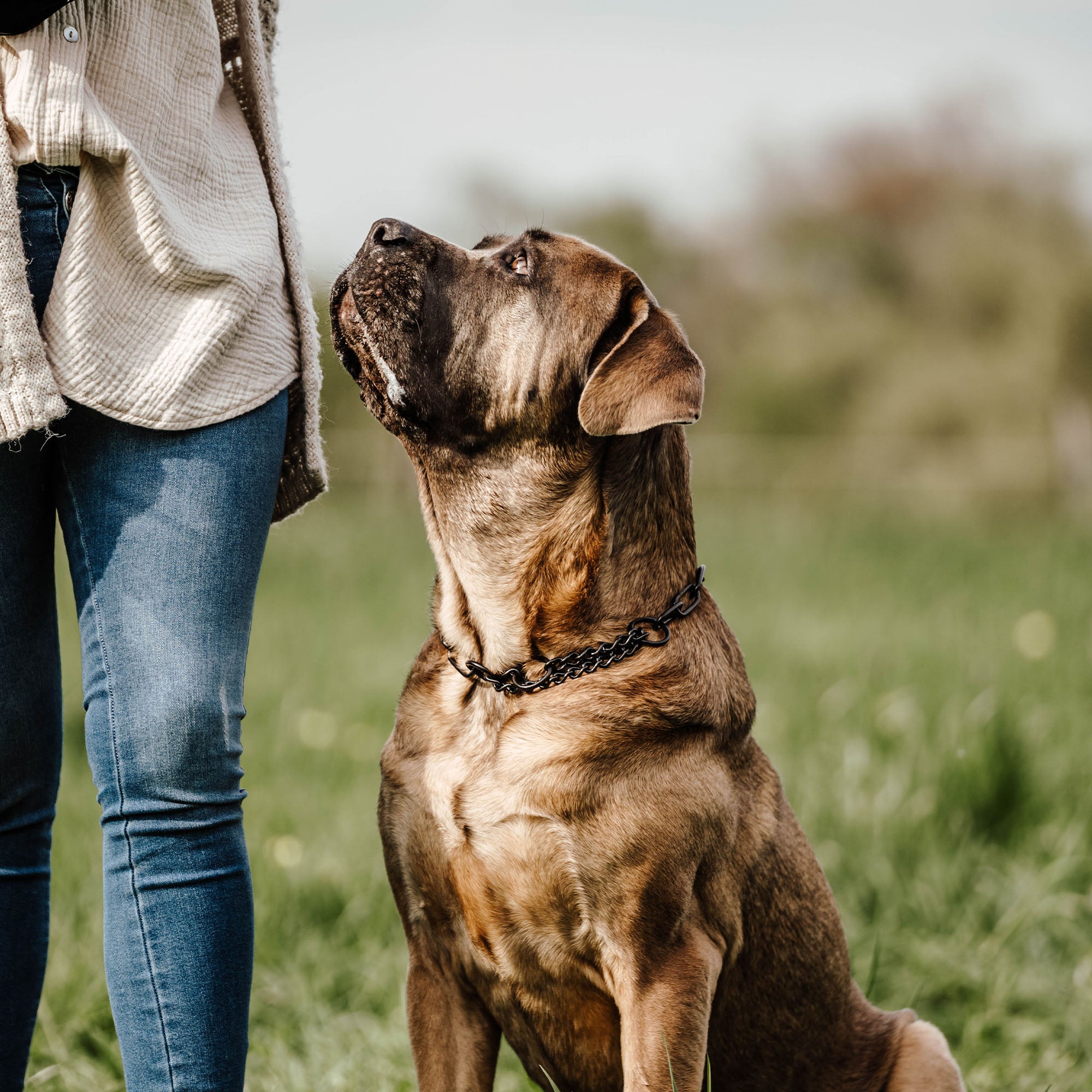 large mastiff dog looks up at woman while wearing stainless steel black chain collar