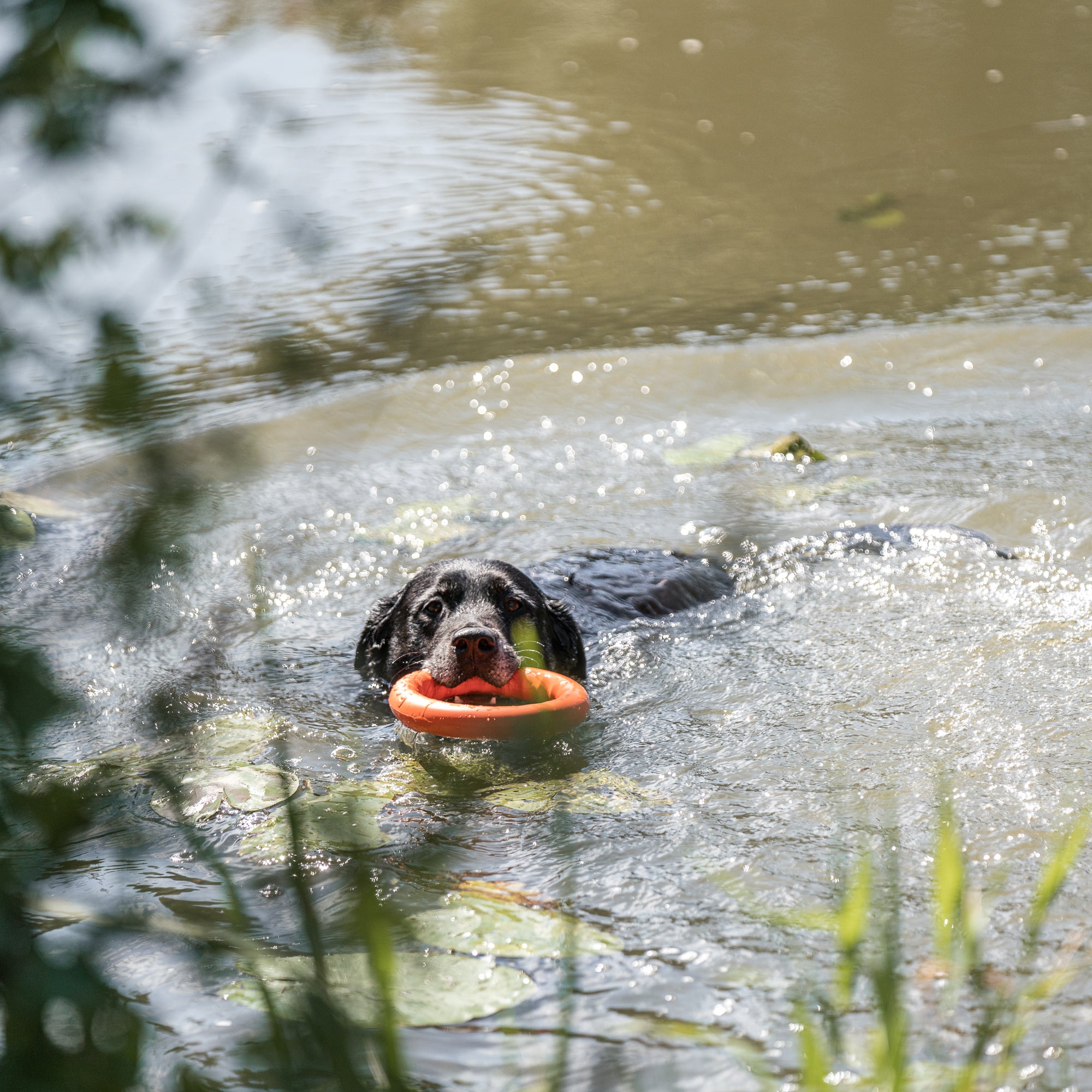 Floatable Ring Toy