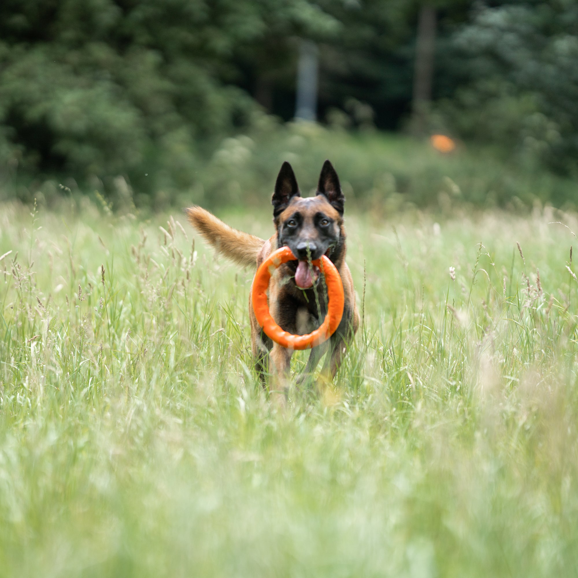 Floatable Ring Toy