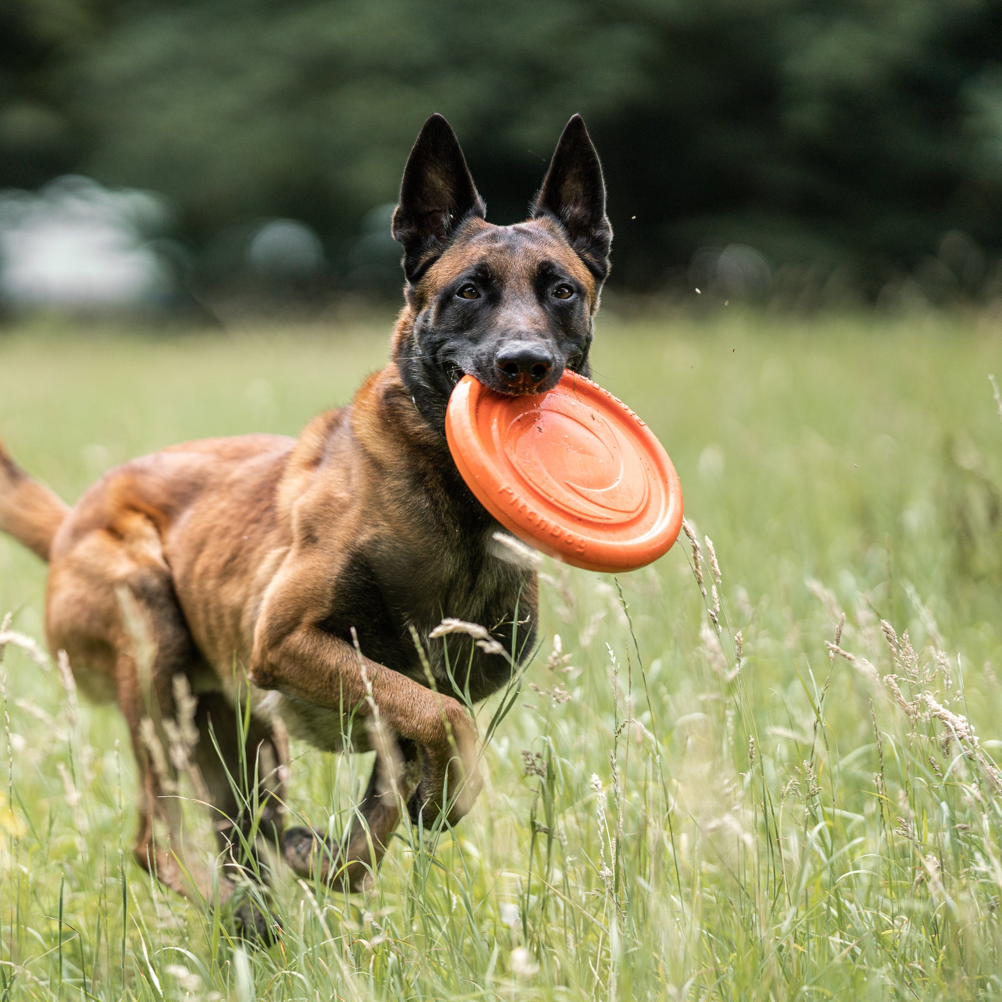 Floatable Frisbee Toy