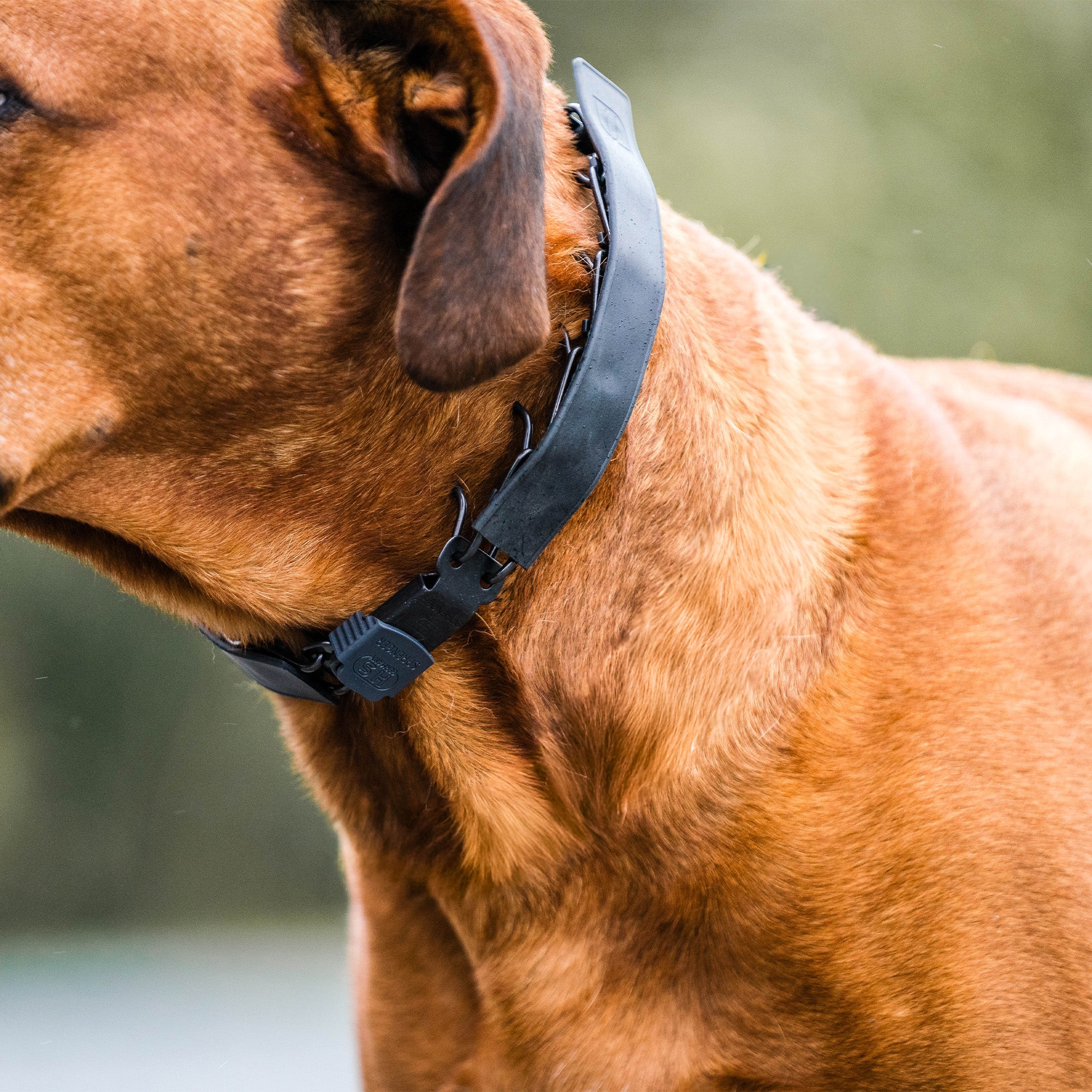 FLEXCOVER Cover for Prong Collar