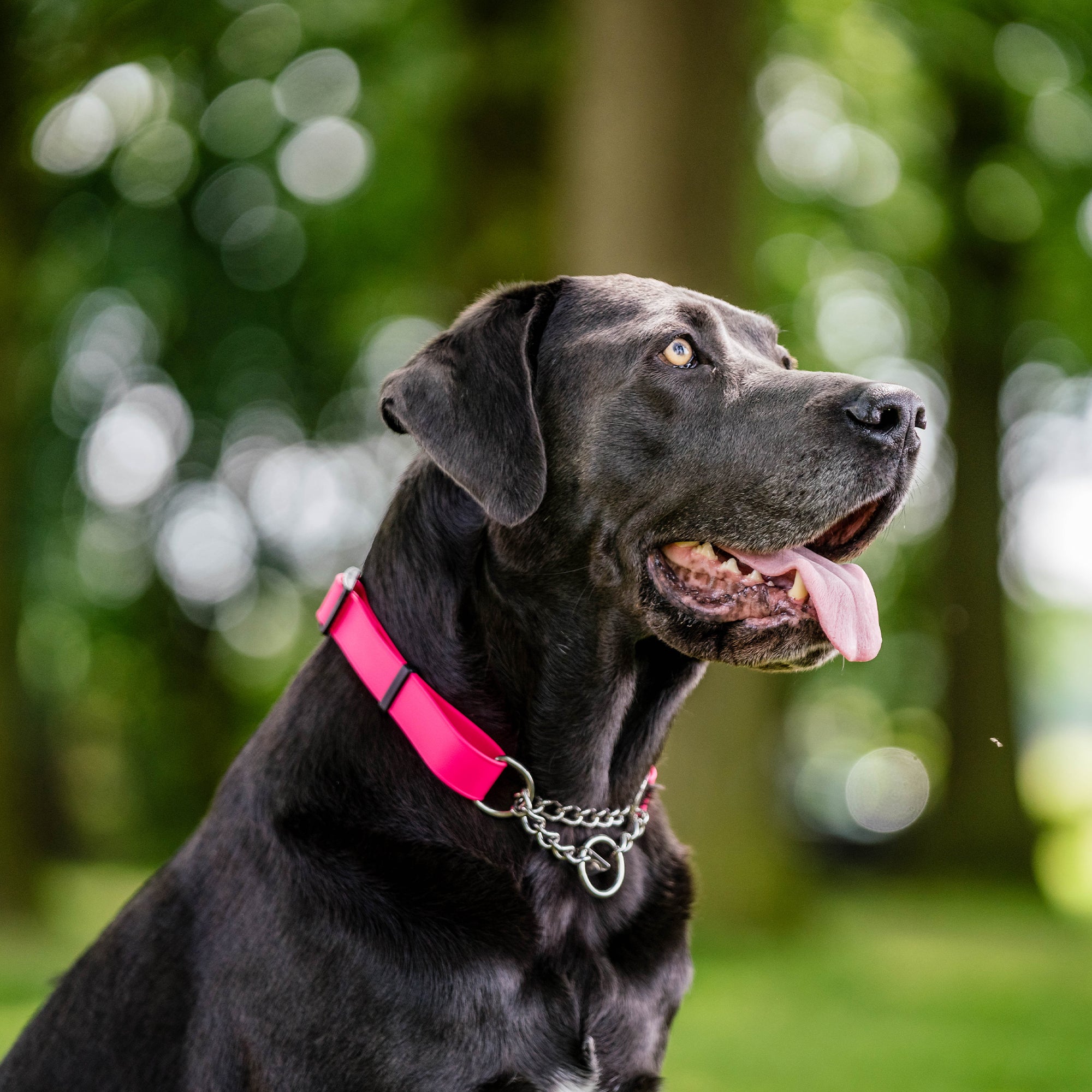 Adjustable Biothane Collar with Assembly Chain (various colors)