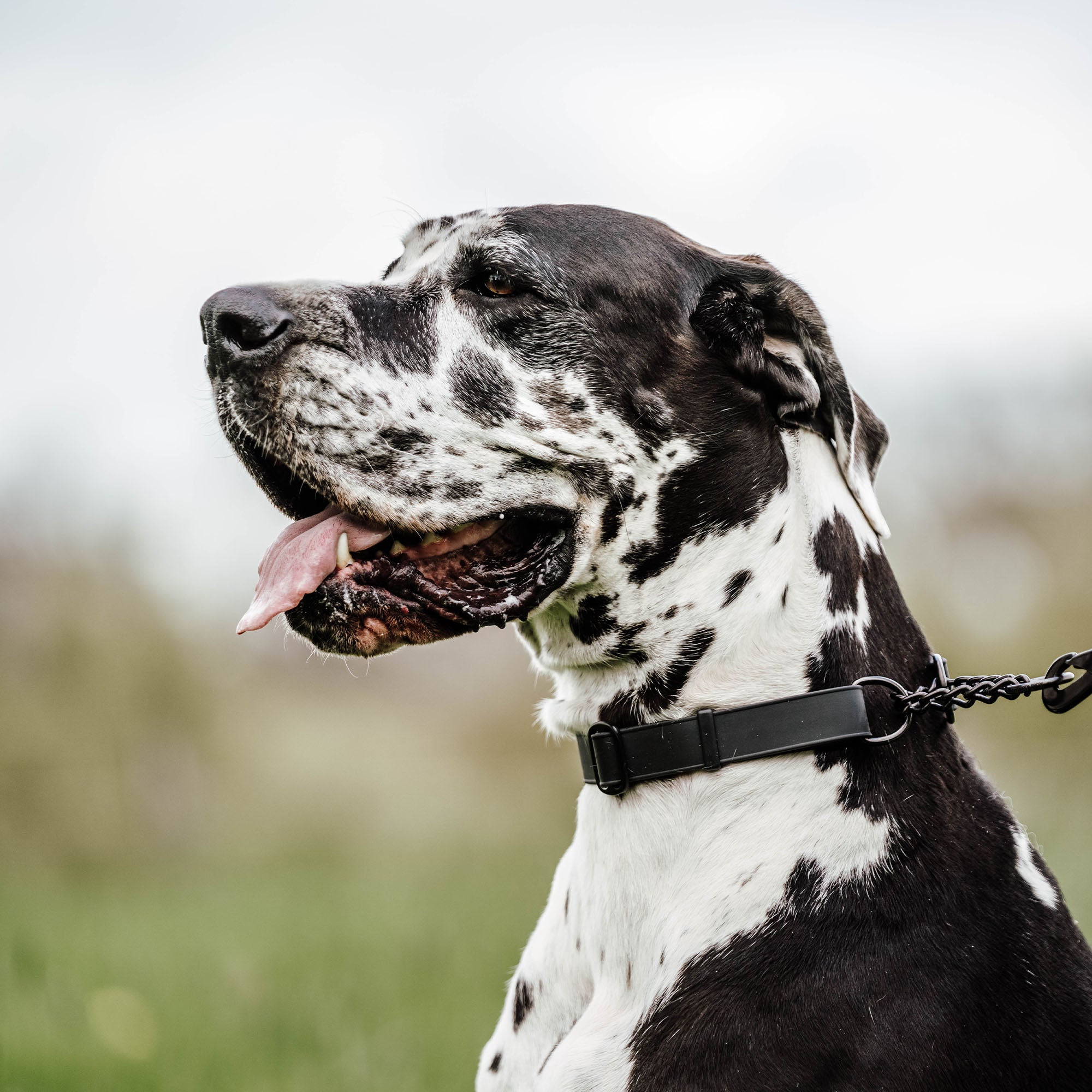 Adjustable Biothane Collar with Assembly Chain (various colors)