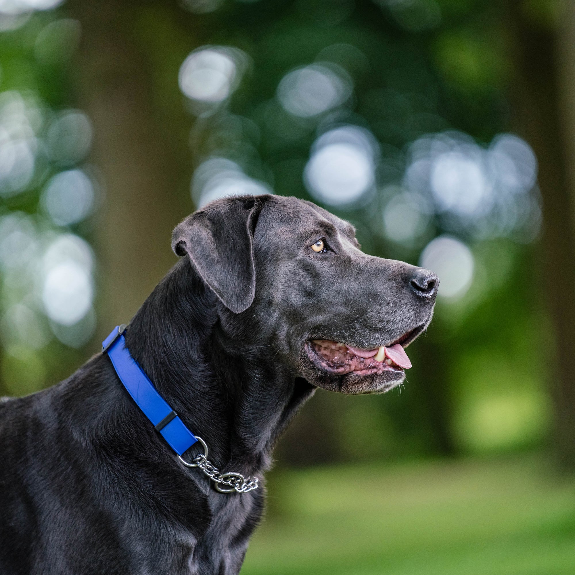 Adjustable Biothane Collar with Assembly Chain (various colors)