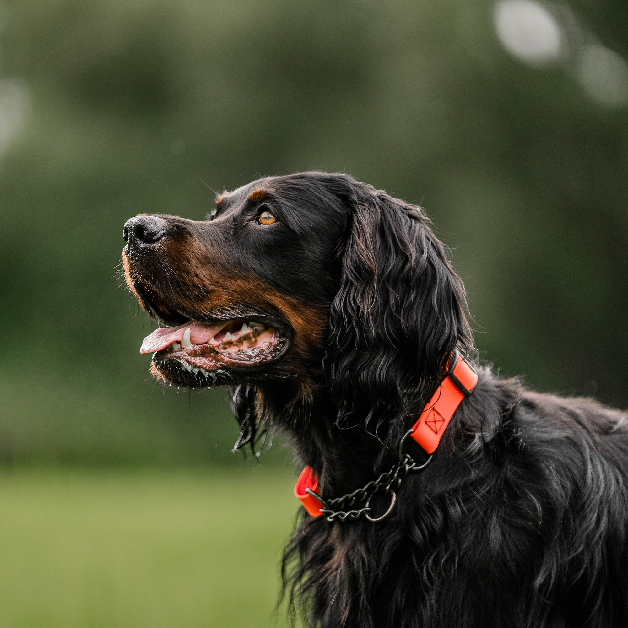 Adjustable Biothane Collar with Assembly Chain (various colors)