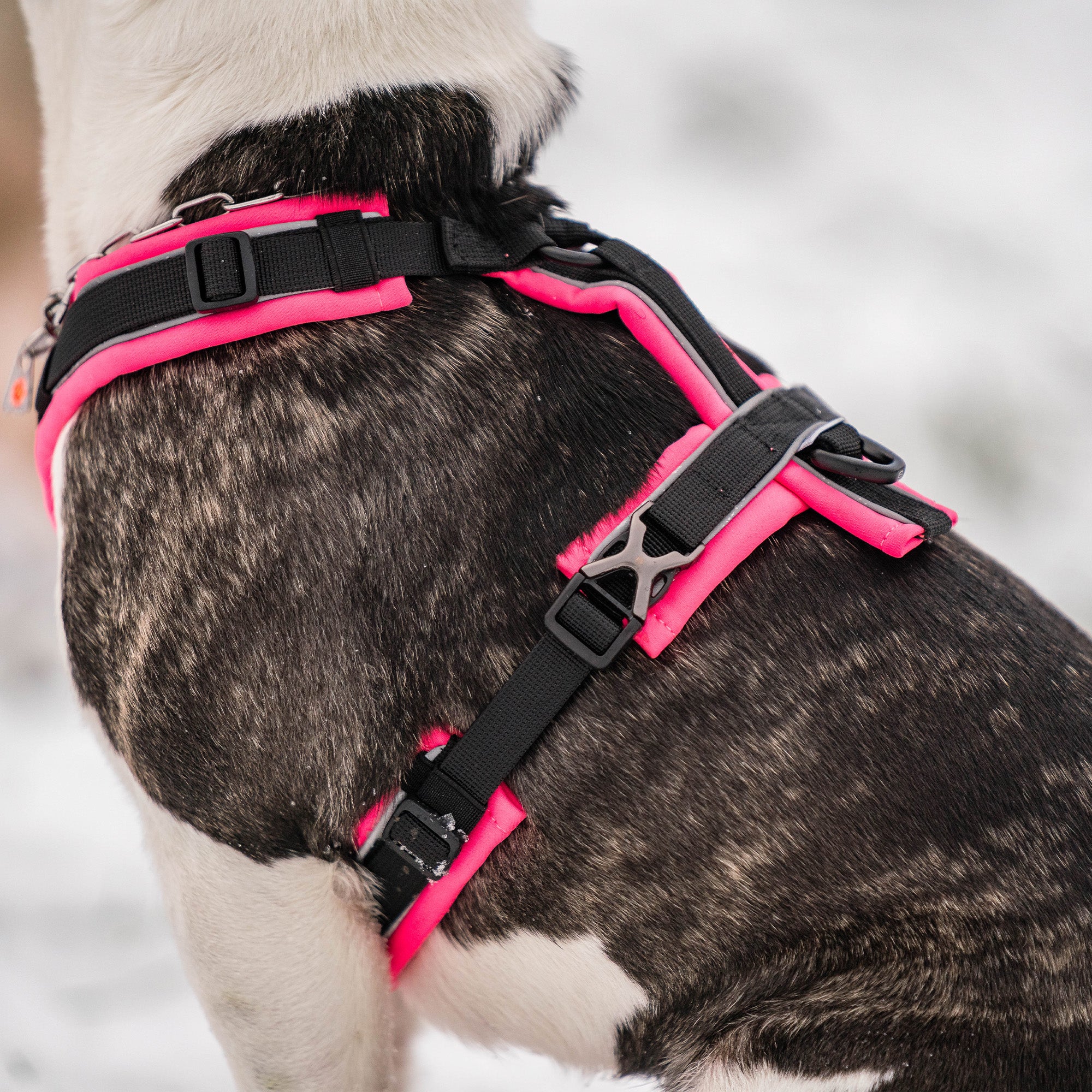 The Y-Harness 2.0