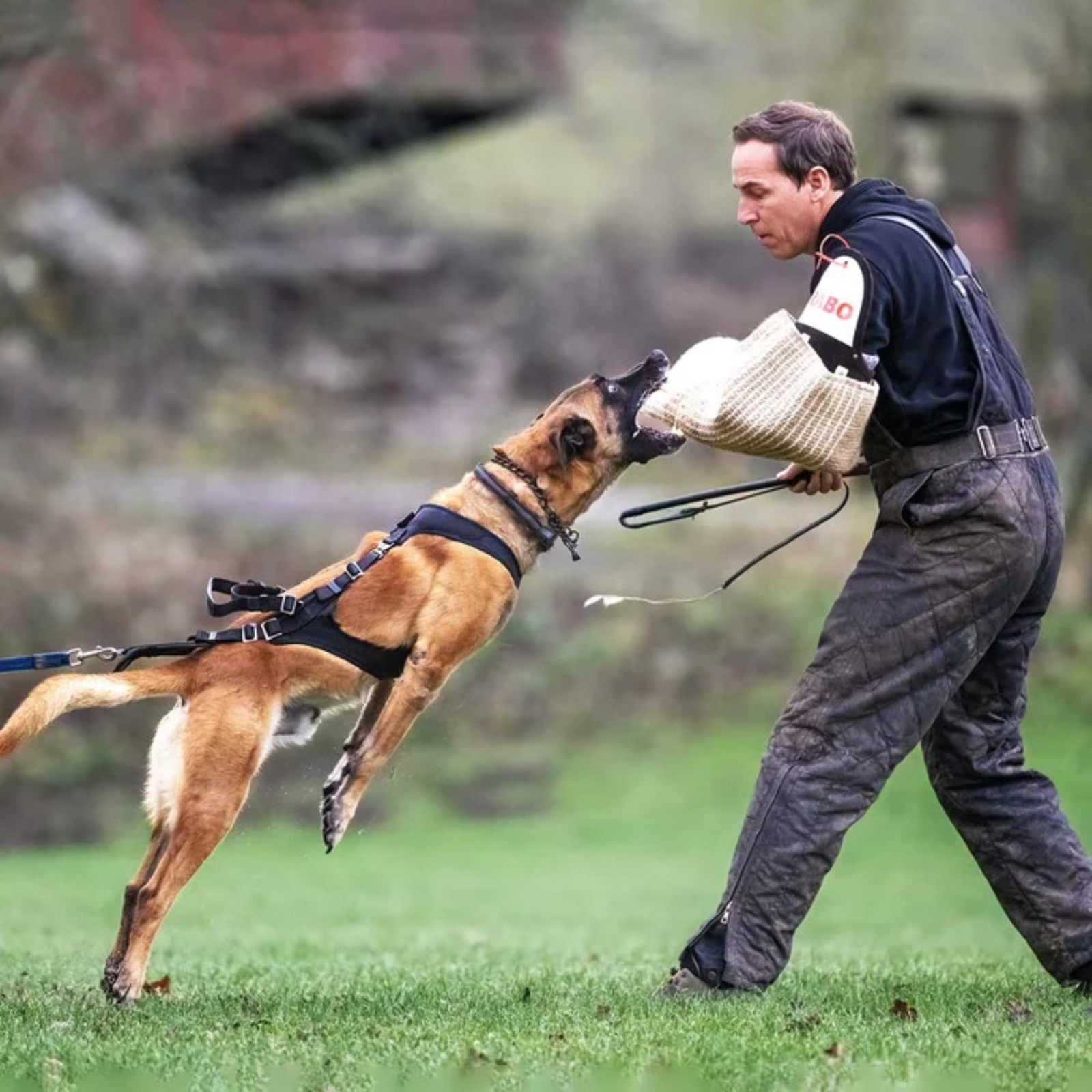 IQ Dogsport Perfromance Pro Cobra Tactical Protection Harness