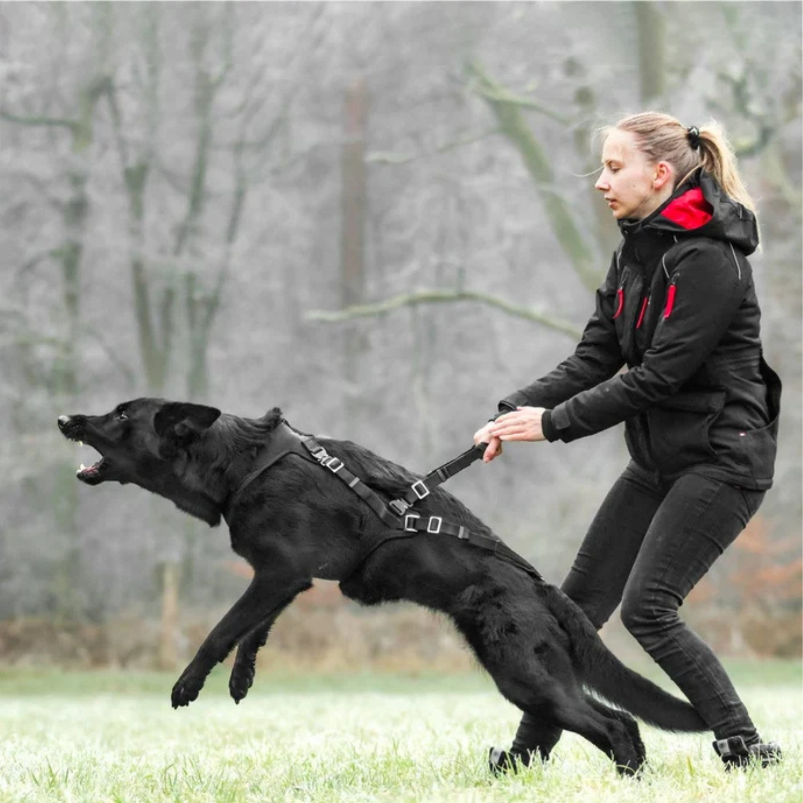 IQ Dogsport Perfromance Pro Cobra Tactical Protection Harness