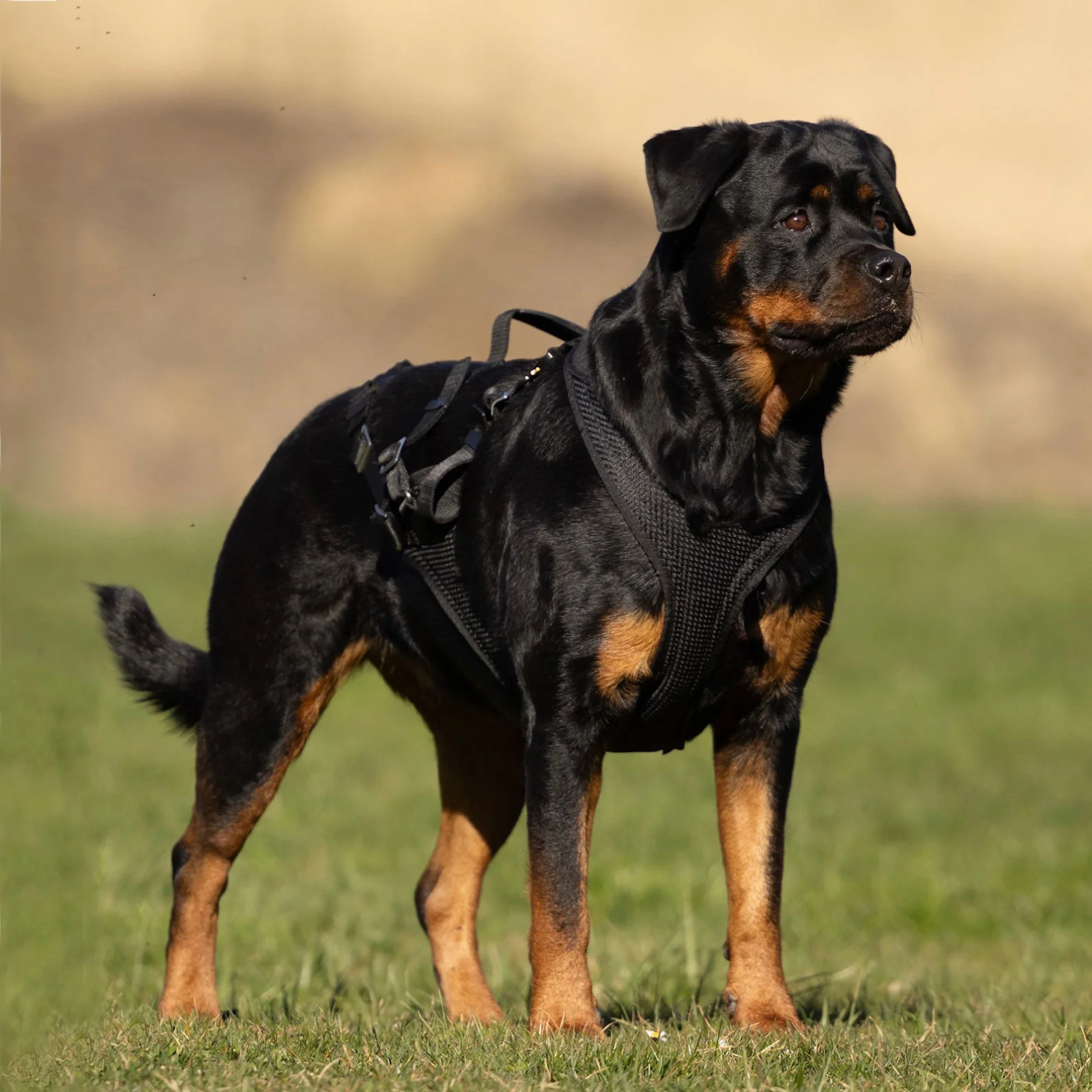 IQ Dogsport Performance Pro Click & Go Protection Dog Harness