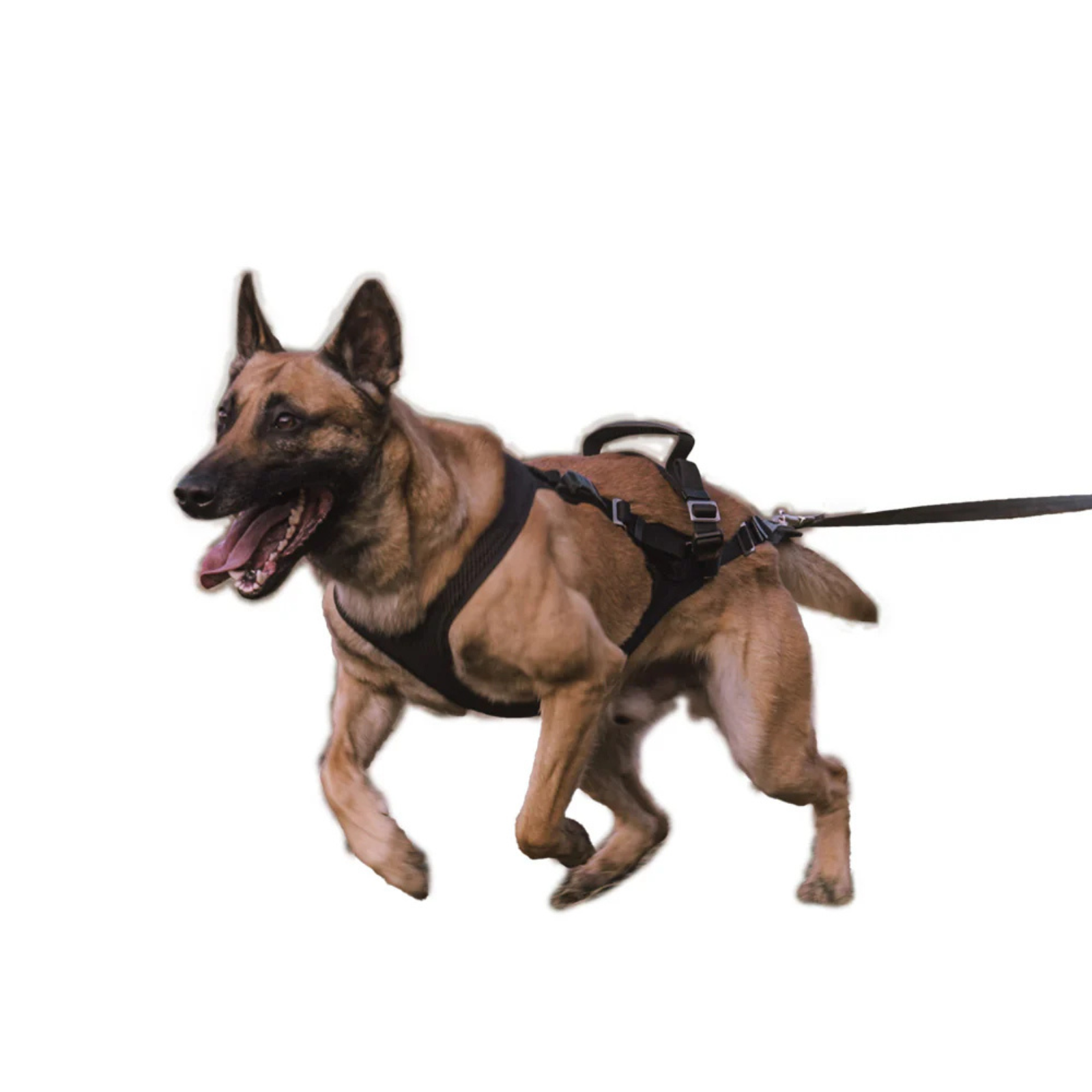 IQ Dogsport Performance Pro Click & Go Protection Dog Harness